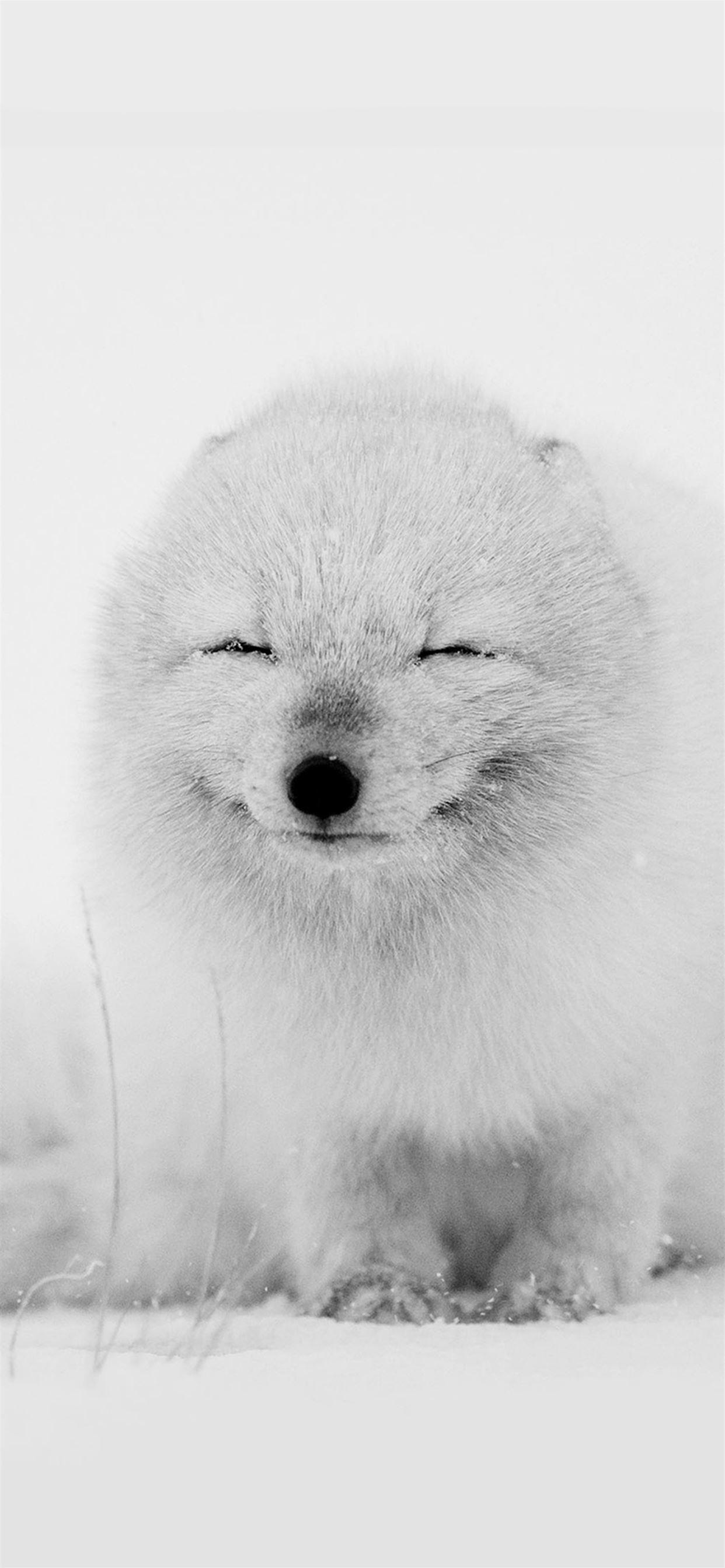 1242x2688 Arctic Fox Happy Moment iPhone X Wallpaper Free Download