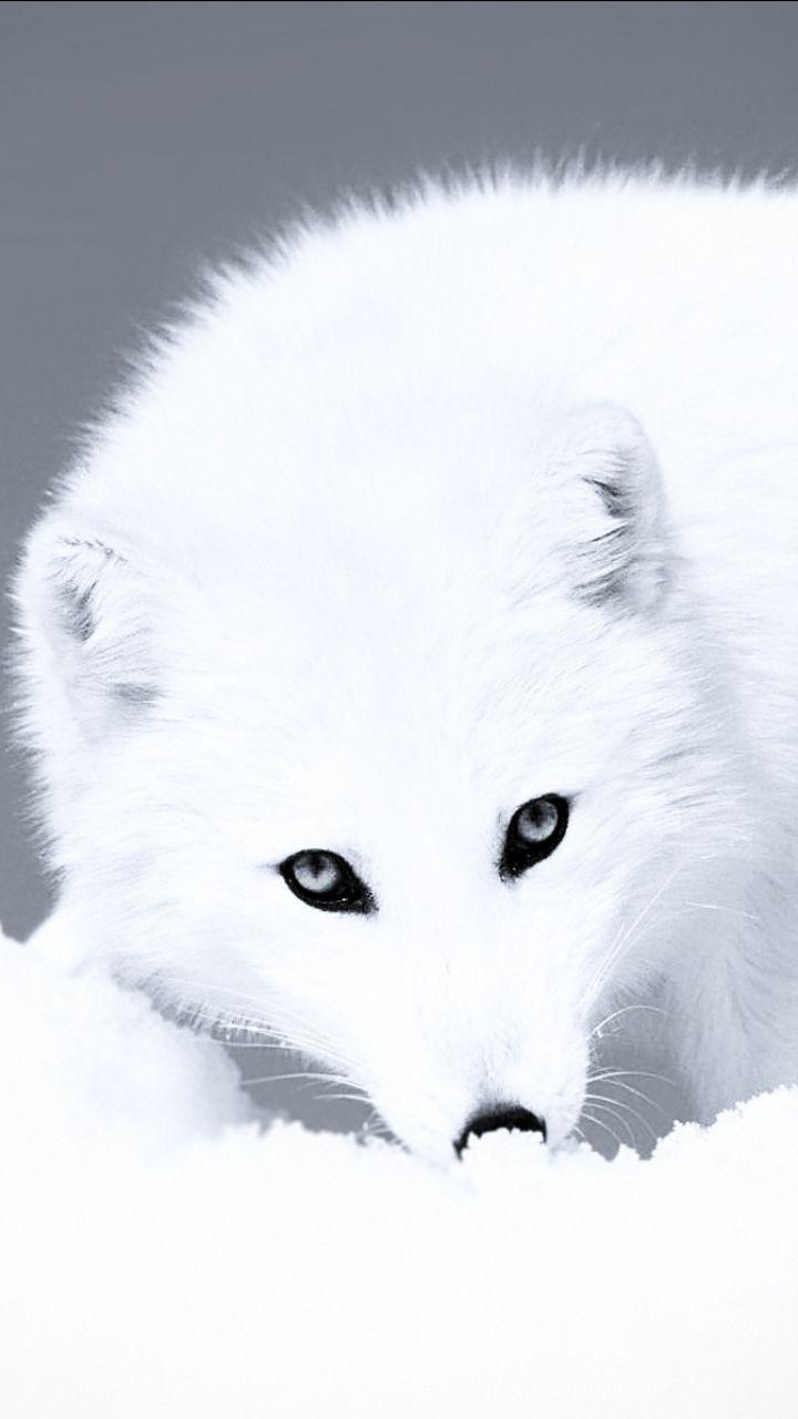 720x1280 Arctic Fox Wallpaper Phone