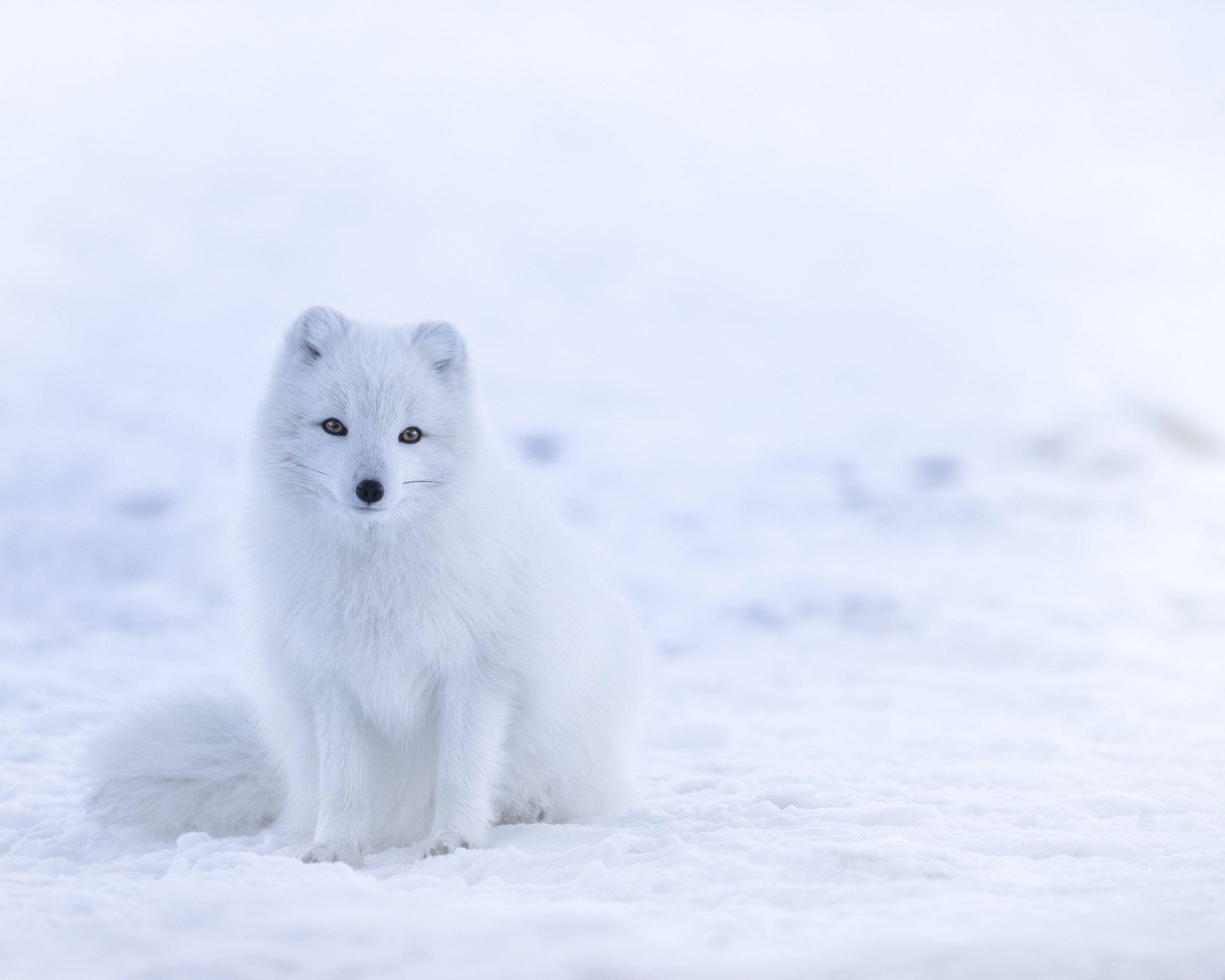 2560x2048 Snow Fox Wallpaper HD Wallpaper