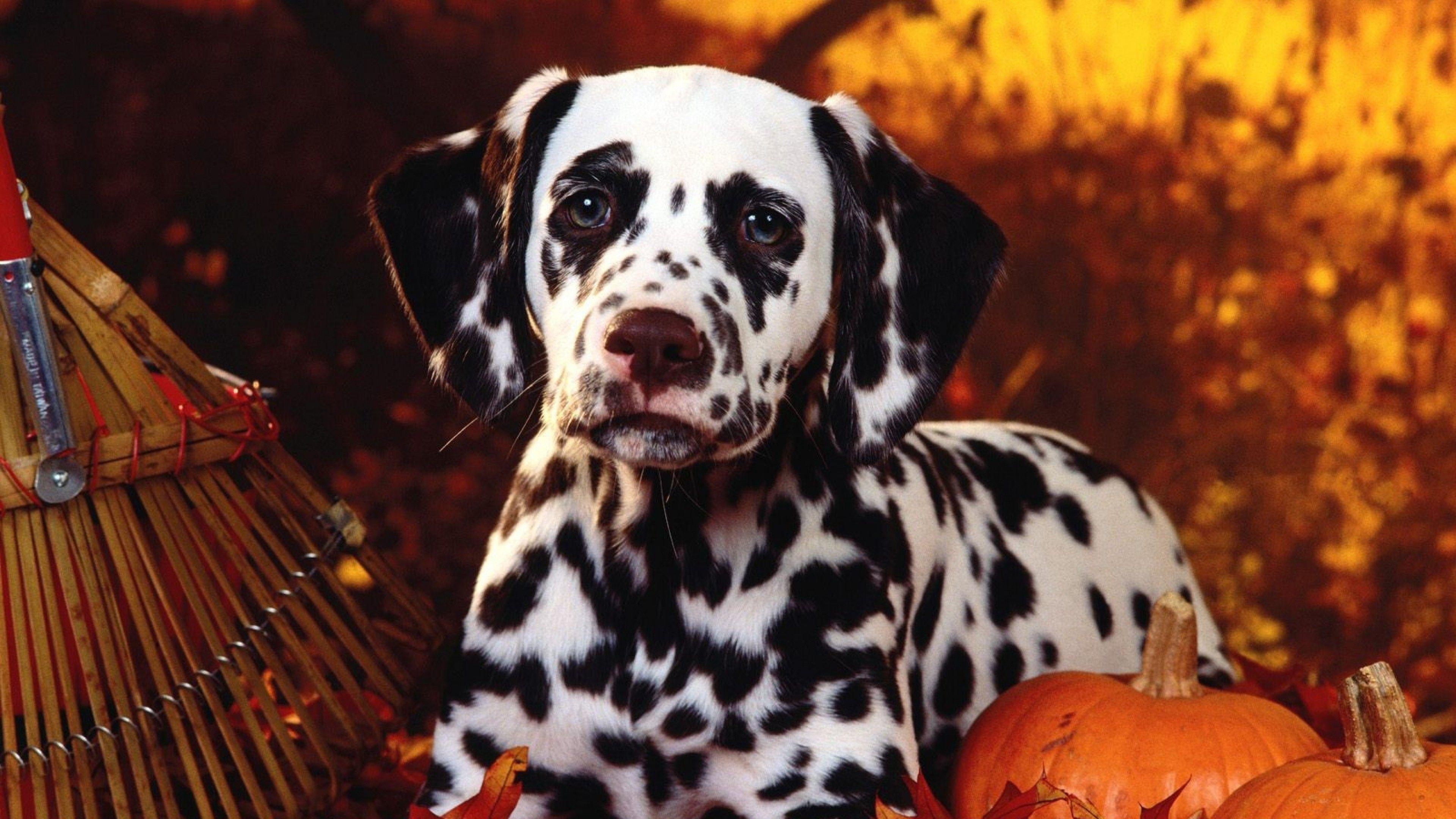 3840x2160 Cute Halloween Dogs Wallpaper .