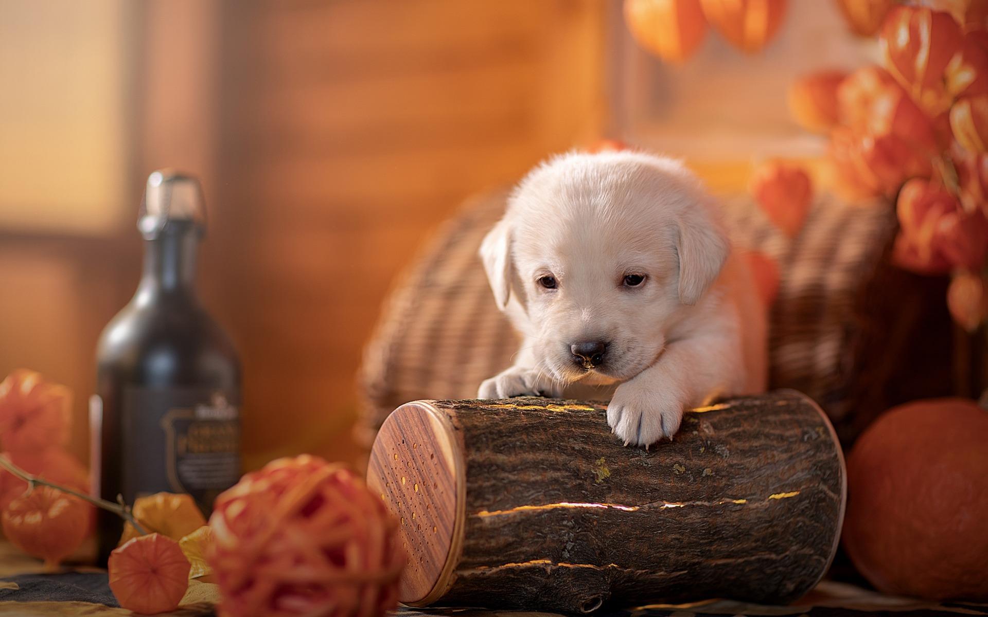 1920x1200 Puppy Halloween
