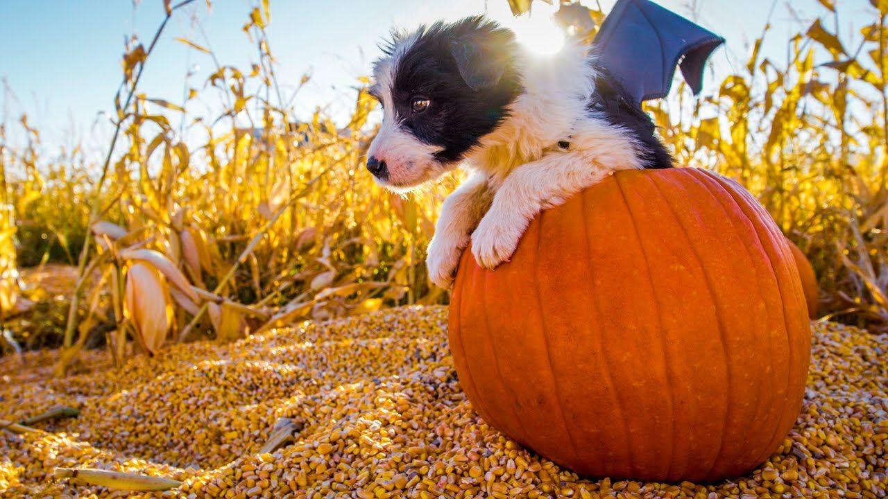 Puppy Halloween Wallpapers - Top Free Puppy Halloween Backgrounds ...
