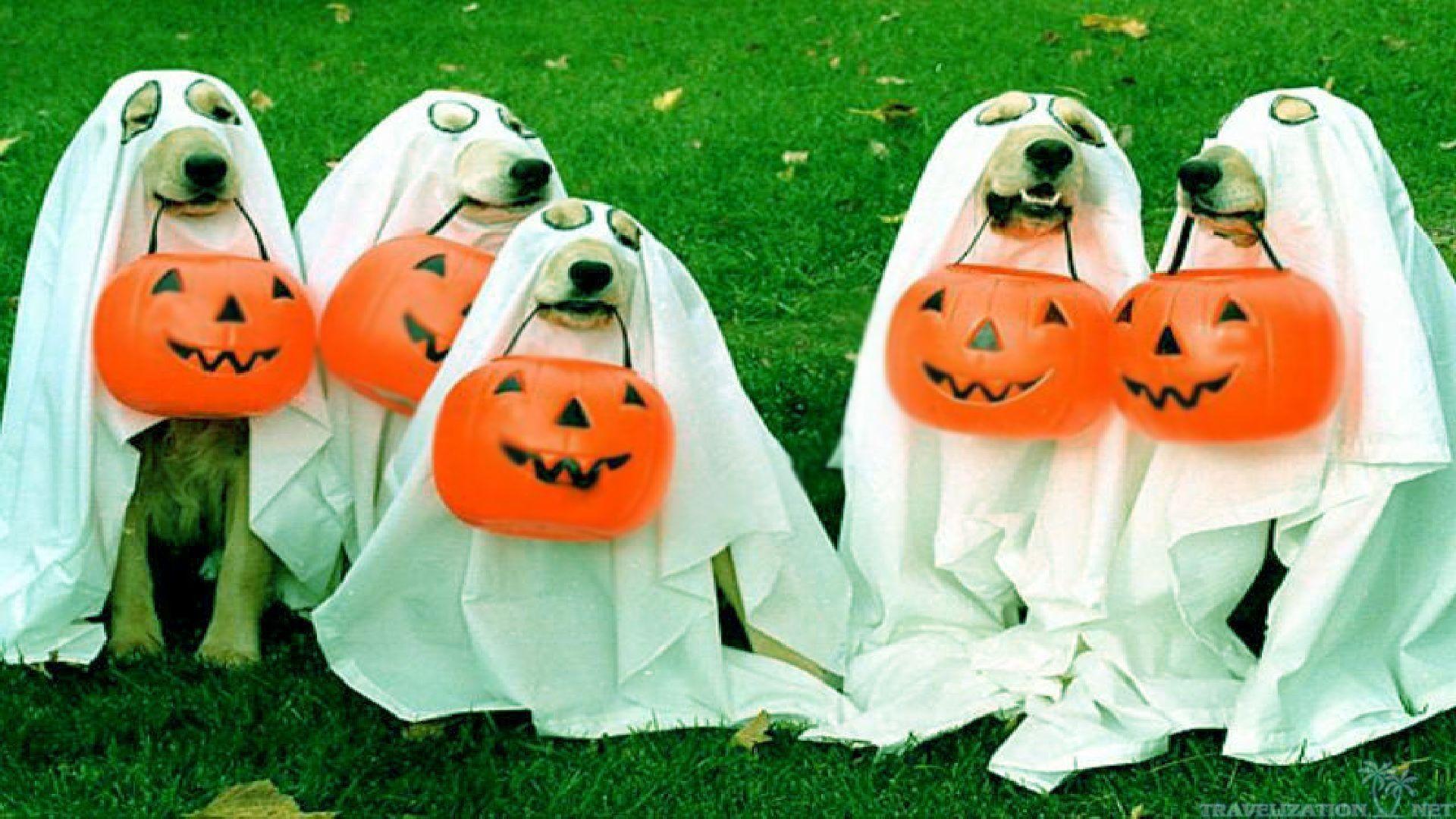 1920x1080 Dogs Pumpkin Autumn Halloween Wallpaper 195916 Wallpaperup
