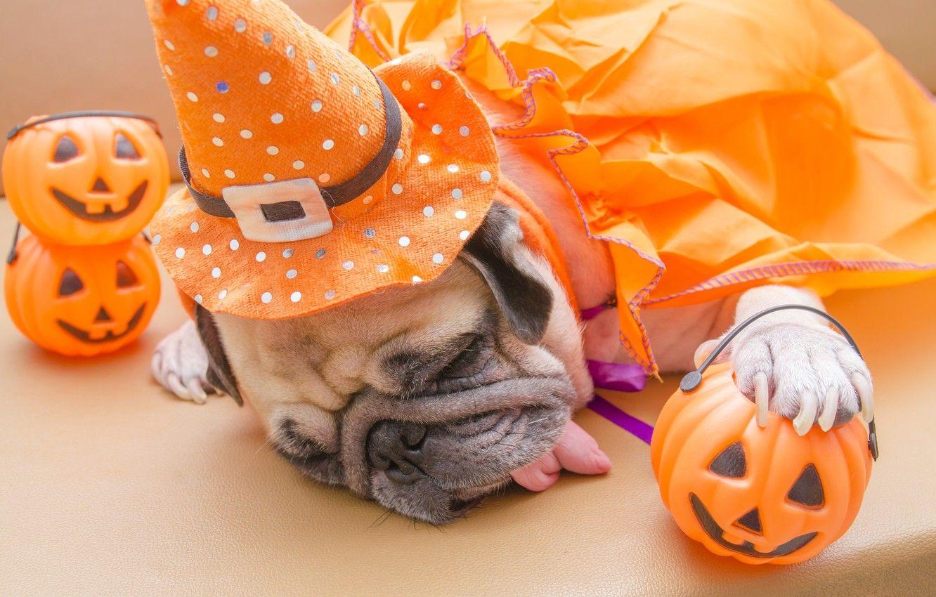 1332x850 Photo Wallpaper Toys, Hat, Costume, Pug, Halloween, Halloween Dogs