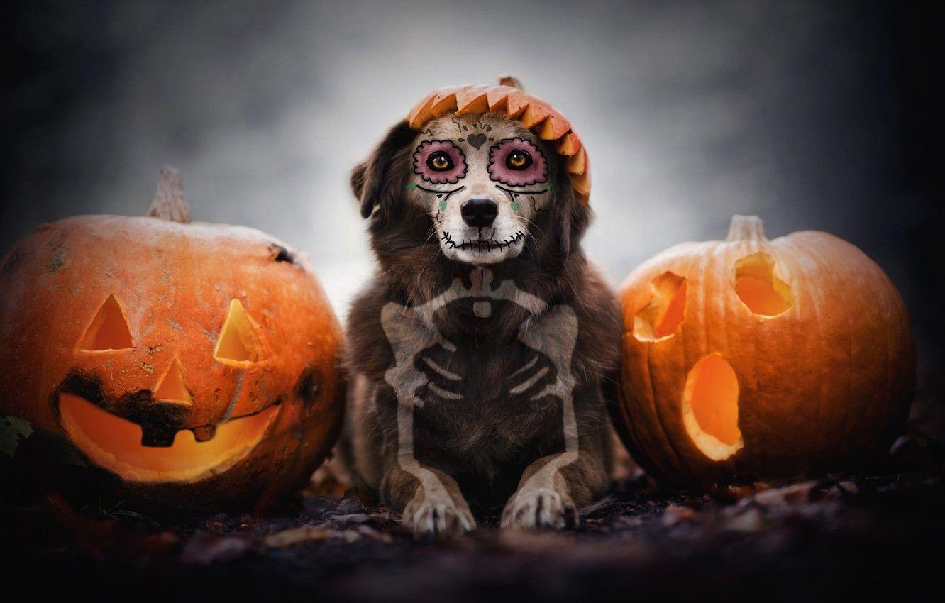 Puppy Halloween Wallpapers Top Free Puppy Halloween Backgrounds