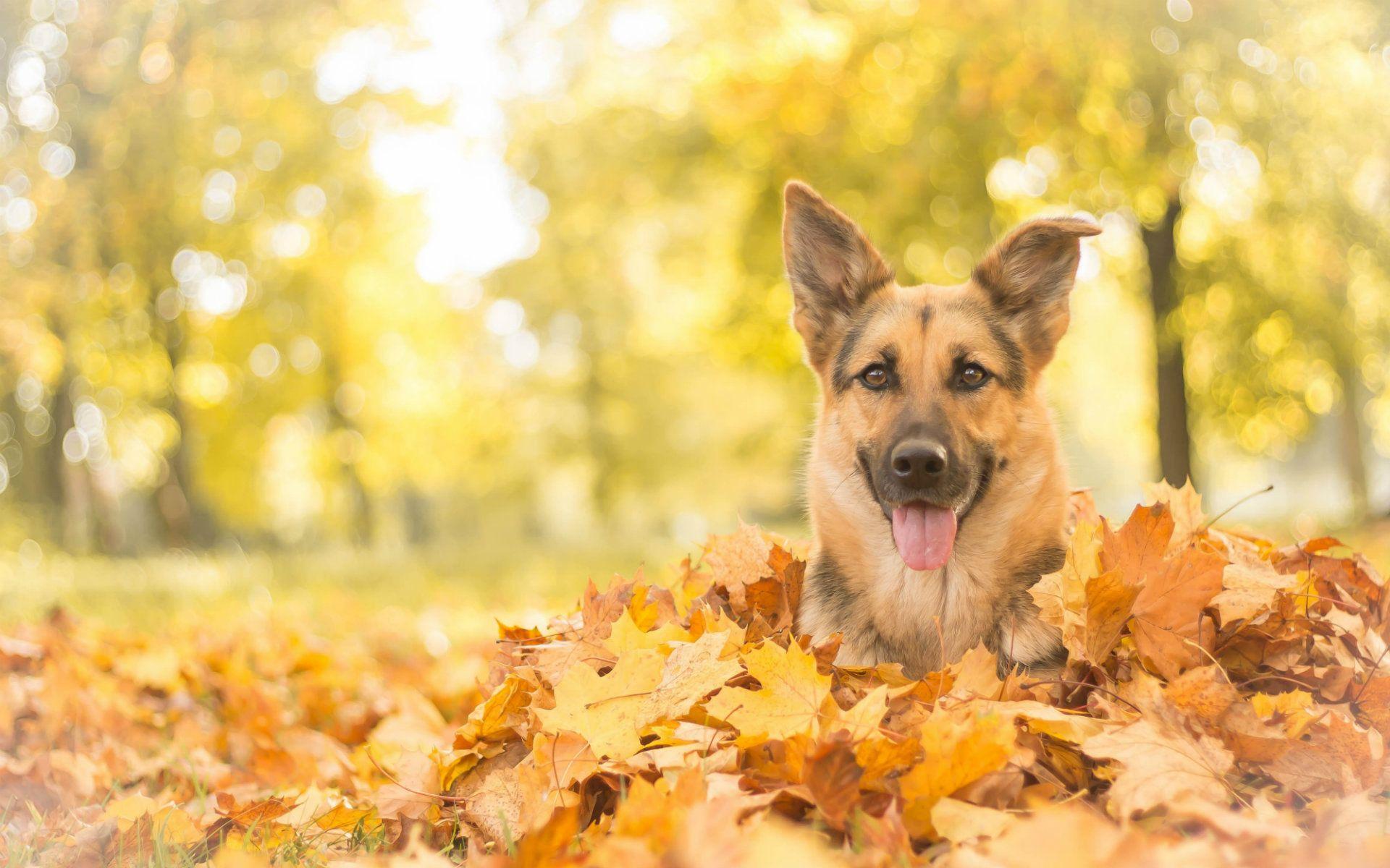 1920x1200 Happy Halloween Dog Background Wallpaper & Background Download