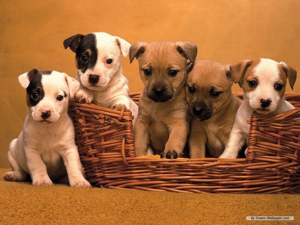 1024x768 Cute Halloween Dogs Wallpaper