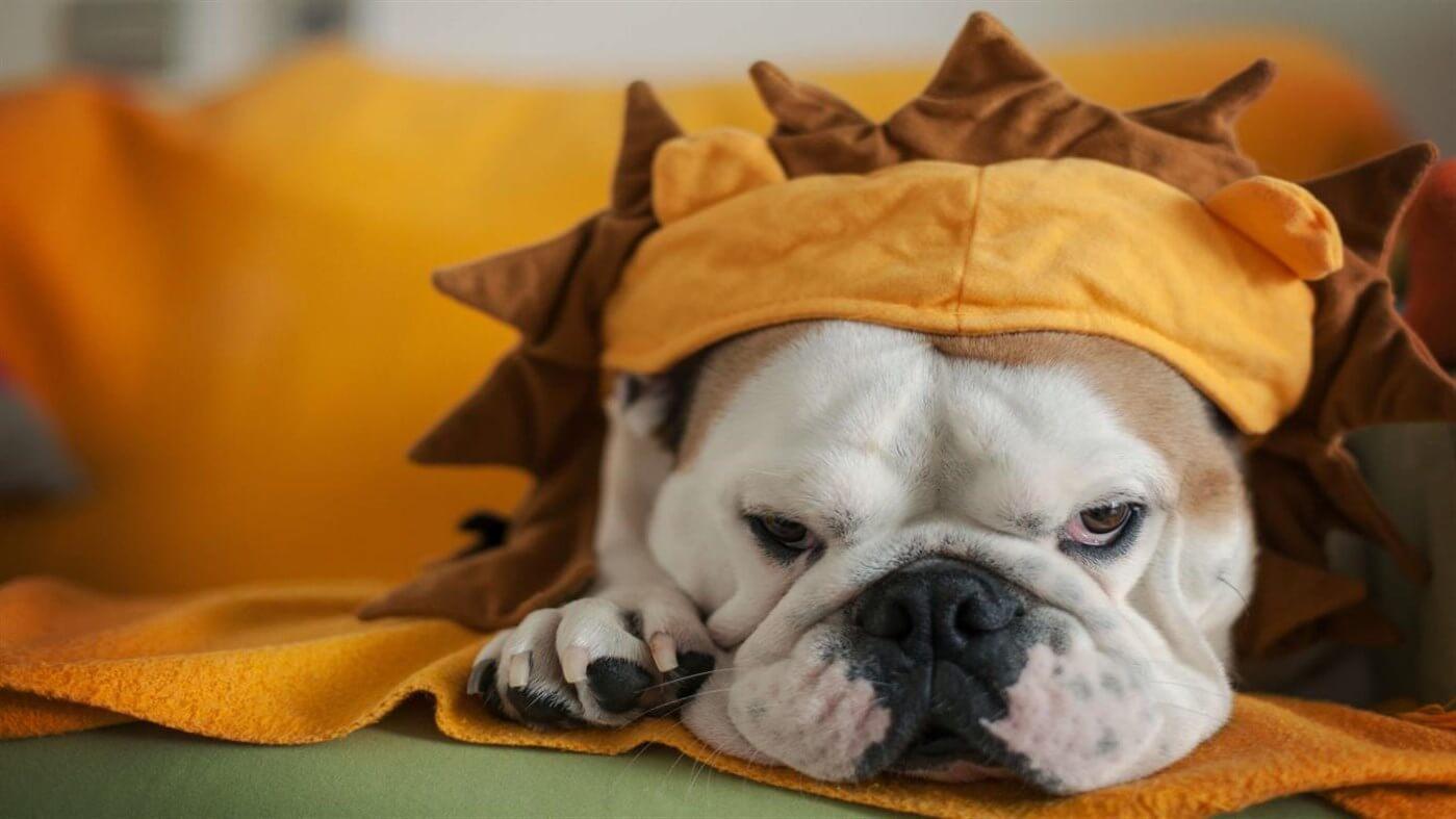 1399x787 Please download Microsoft's Halloween theme dog 4K wallpaper