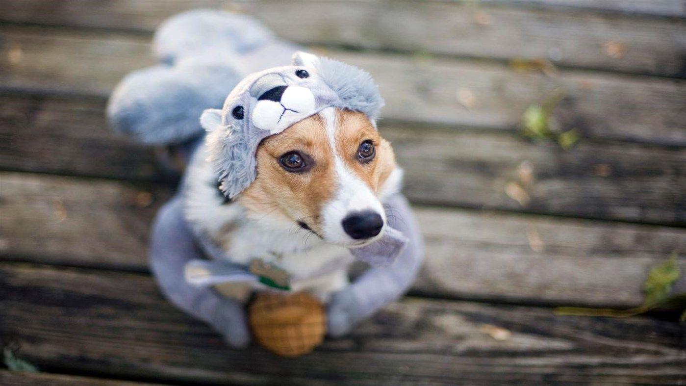 1399x787 Microsoft celebrates Halloween with new free Dogs in Disguise 4K Windows 10 wallpaper pack