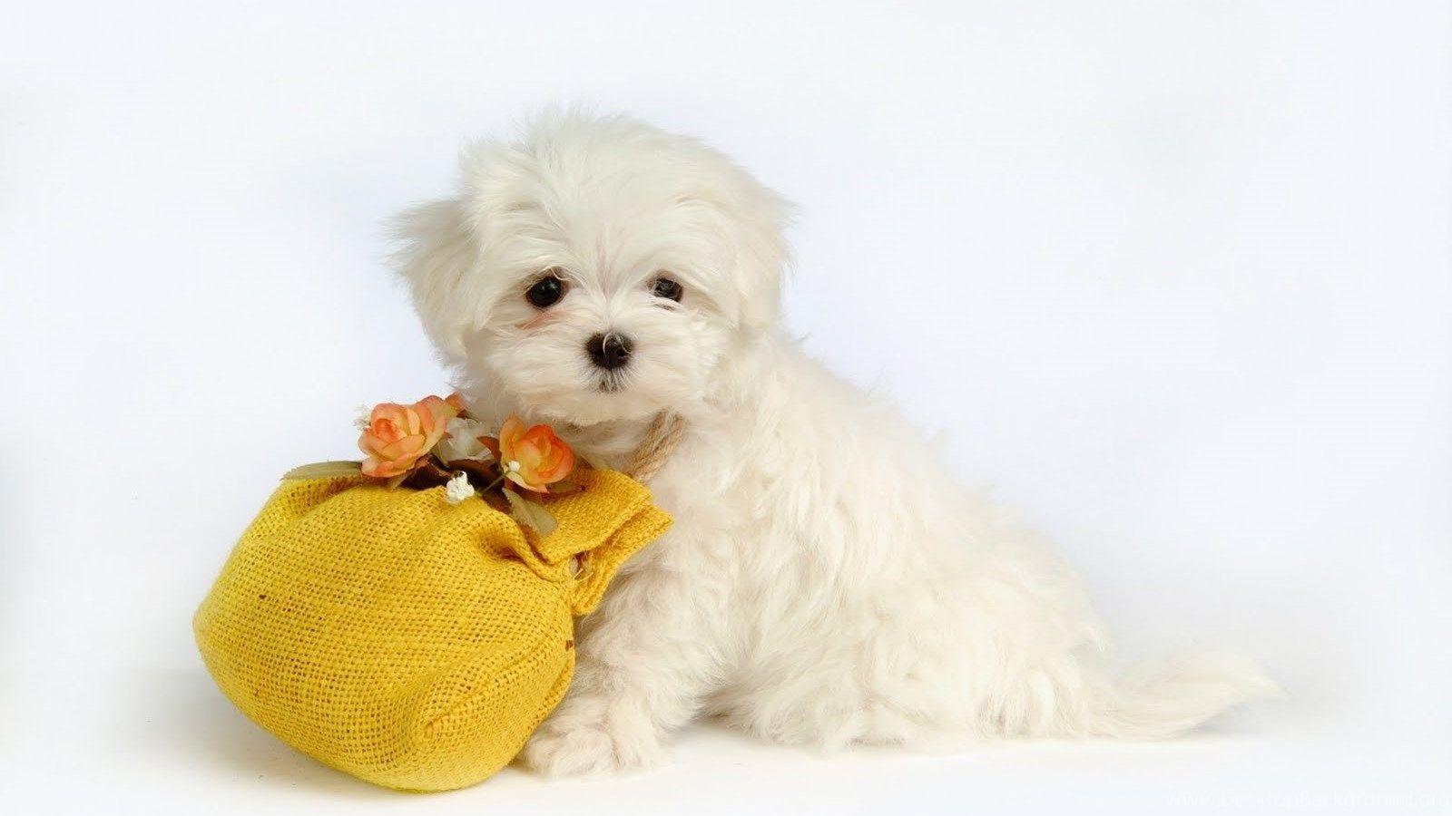 1600x900 Cute Puppies Wallpaper For Halloween HD Funny Puppy Background. Desktop Background