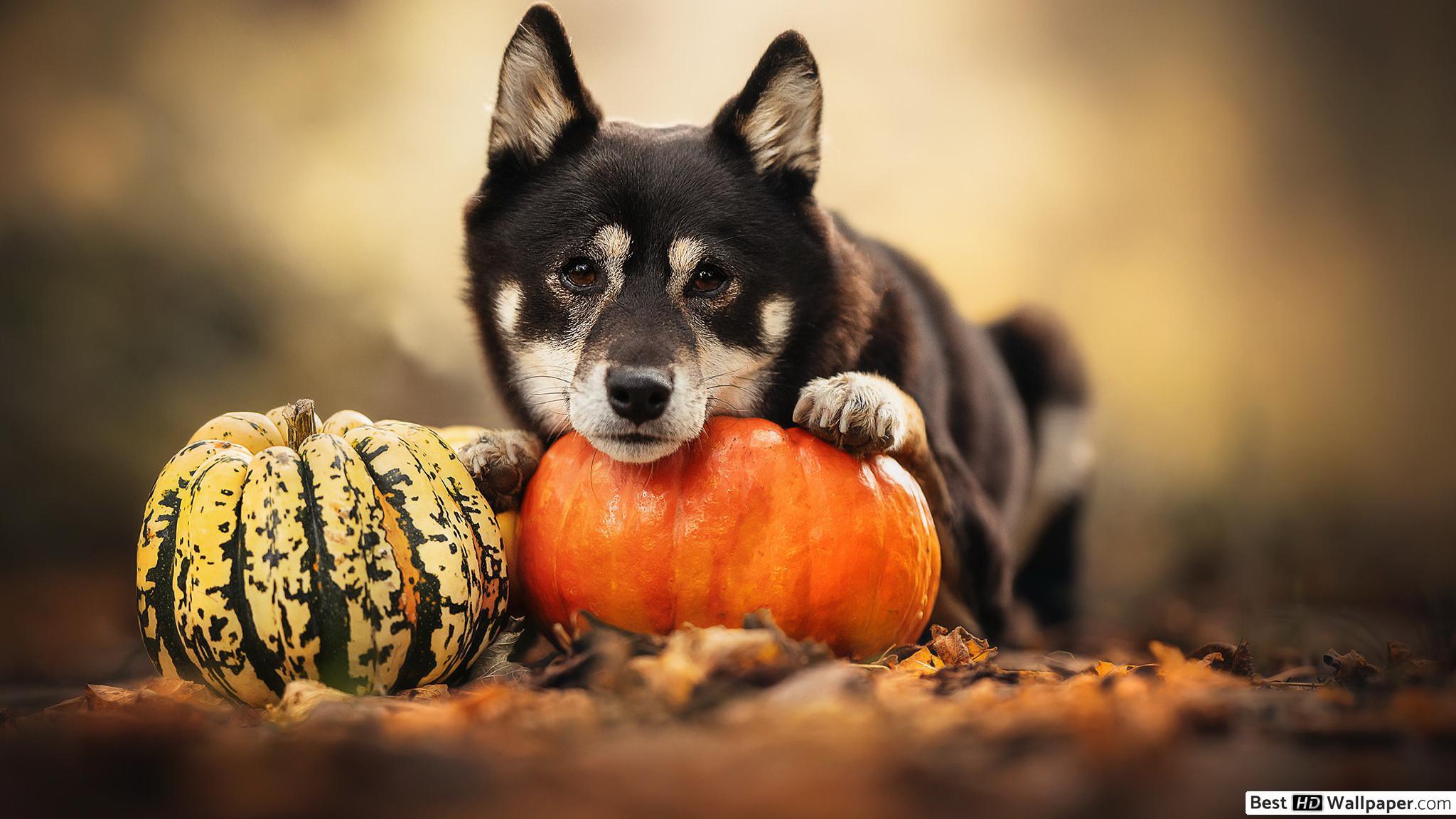2048x1152 Cute black pet dog ang pumpkin ready for Halloween HD wallpaper download