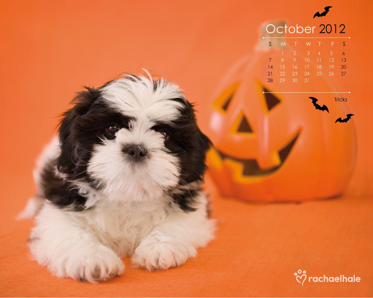 1280x1024 Halloween Cats And Dogs