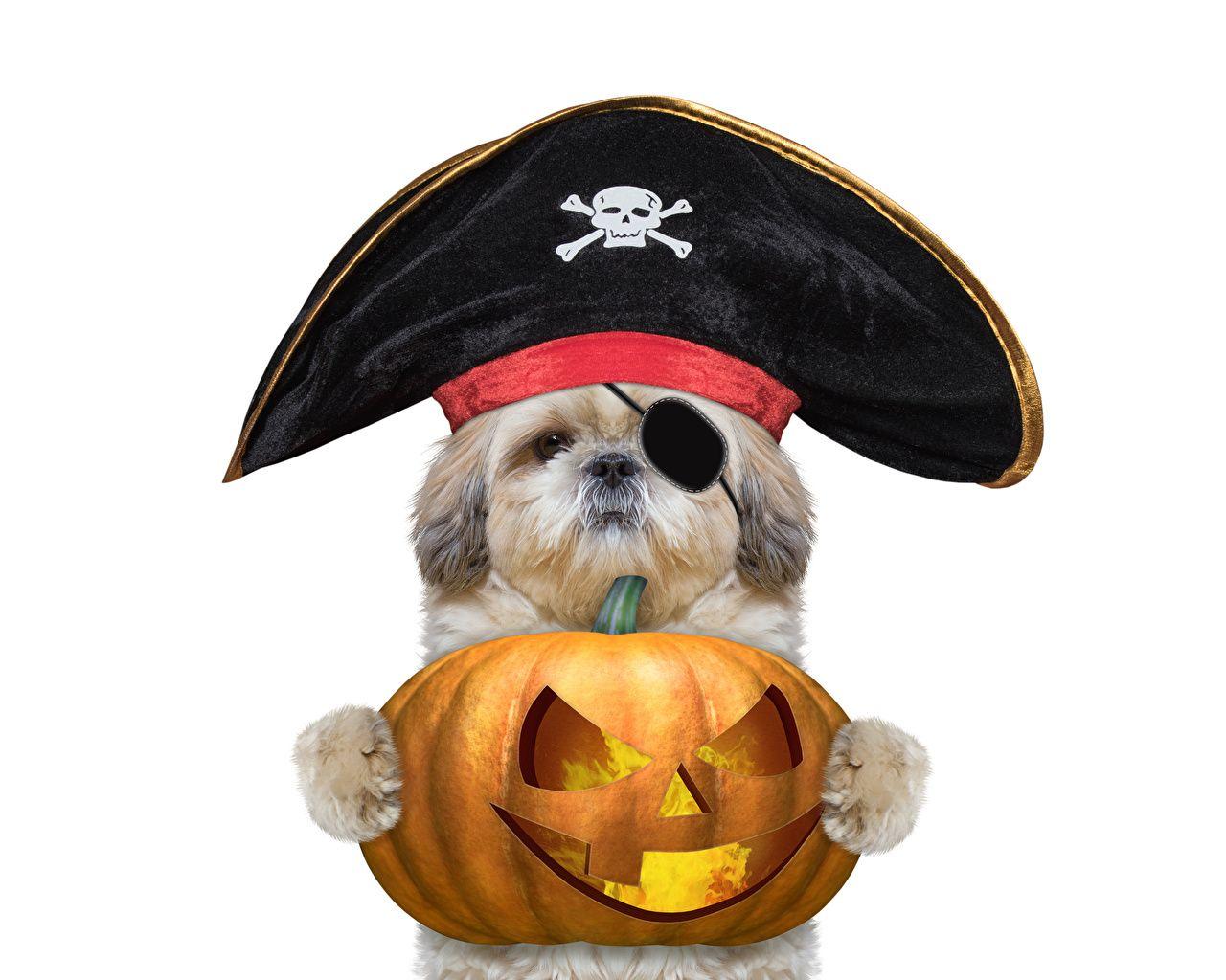 1280x1024 Wallpaper Puppy Dogs Hat Pumpkin Halloween animal White background