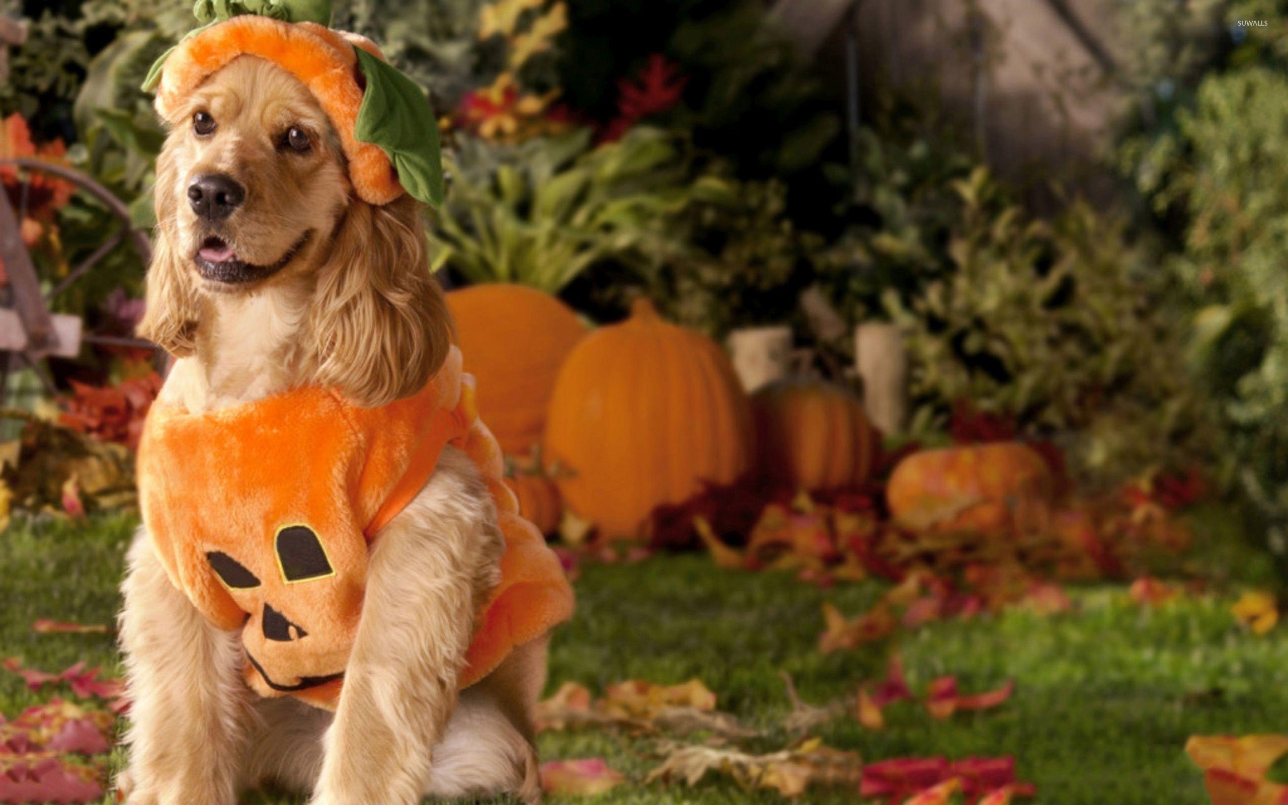 2560x1600 Dog dressed as a pumpkin wallpaper wallpaper