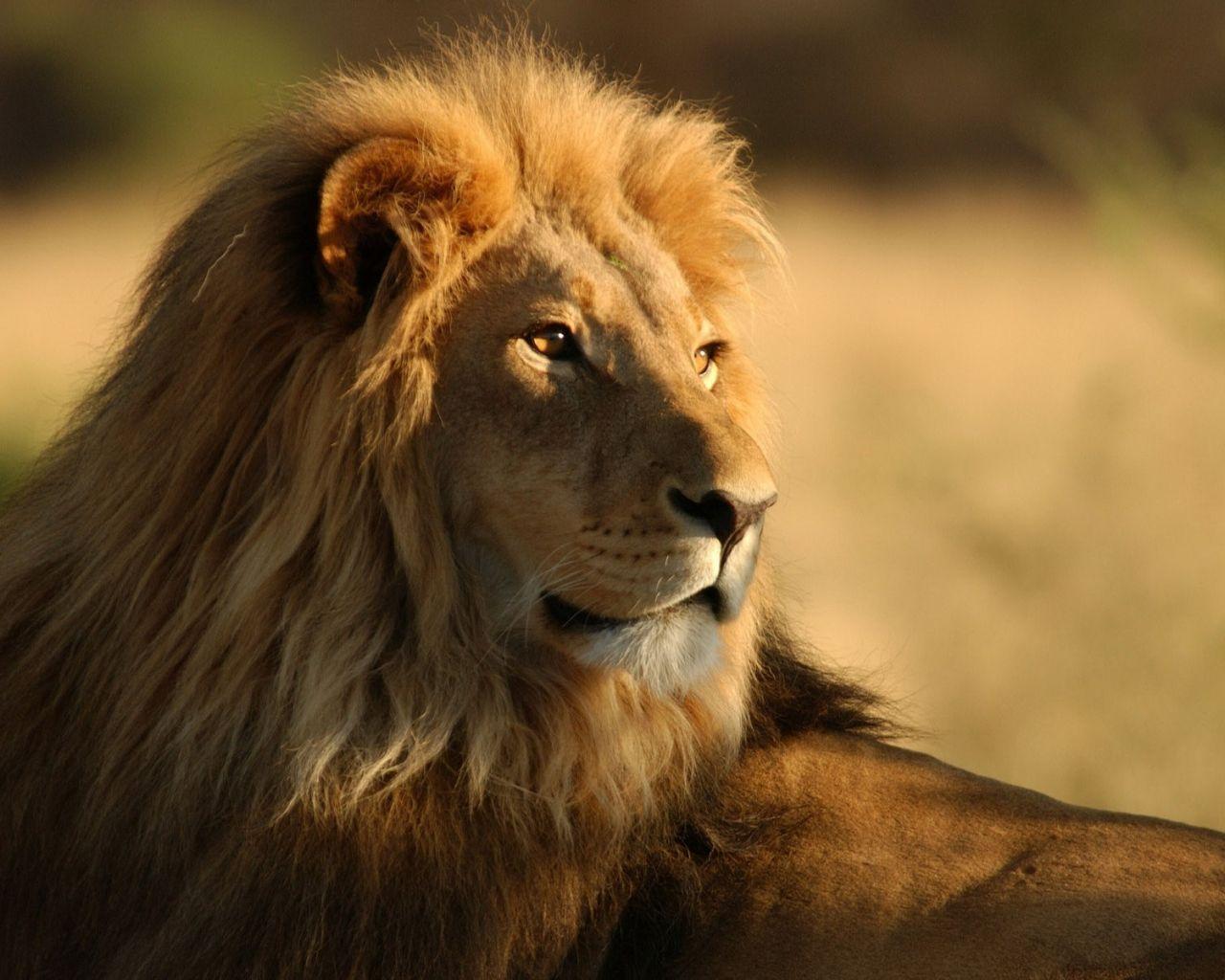 download safari for mac lion