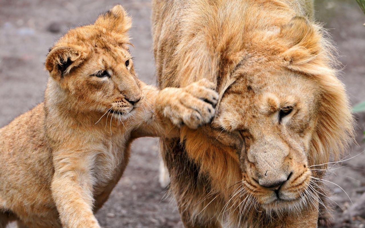 1280x800 Lion Wallpaper 1764 1280x800px