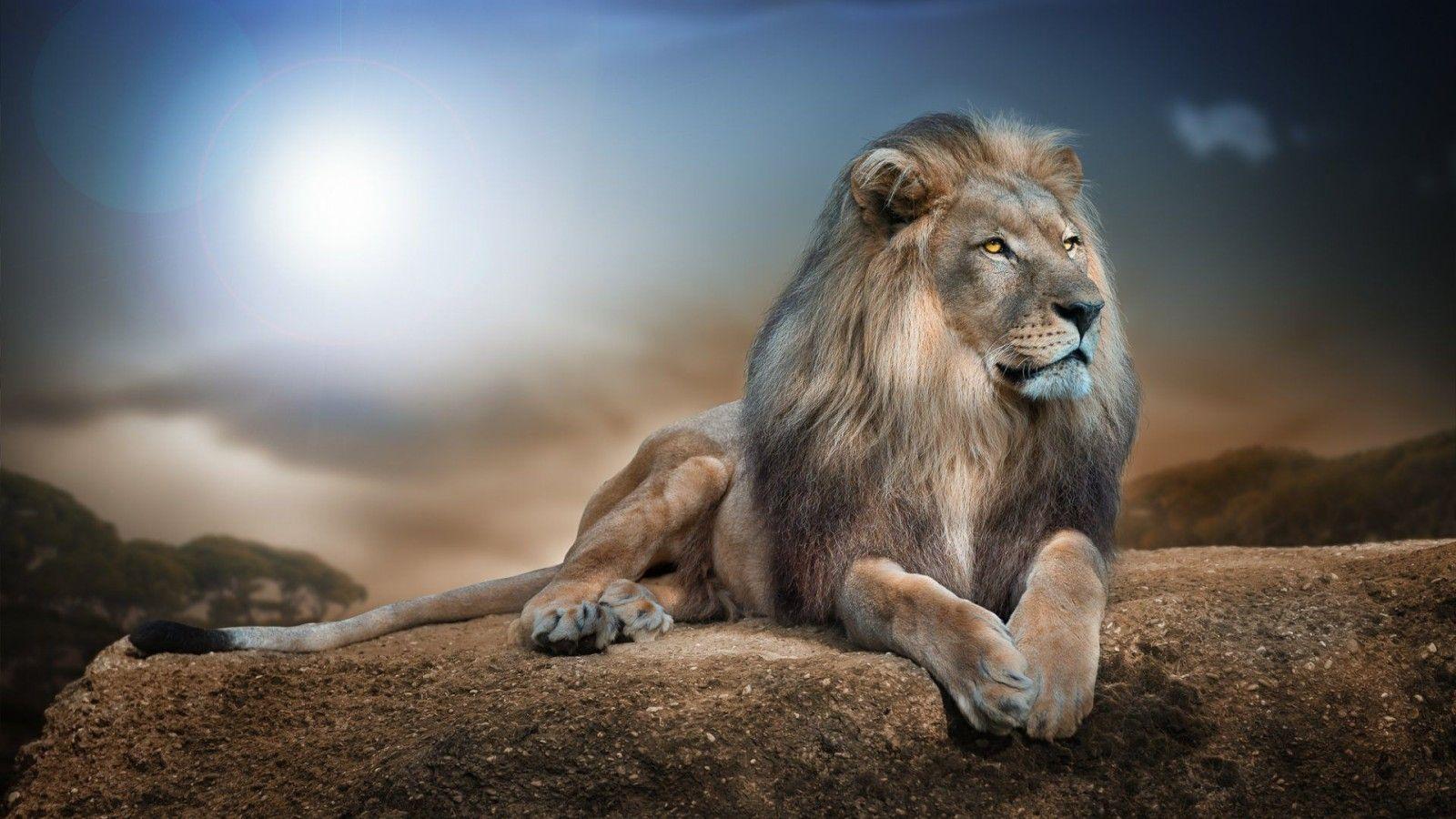 1600x900 Lion HD Wallpaper Background Wallpaper 1024×768 Lion Wallpaper HD (19 Wallpaper). Adorable Wallpaper. Lion image, Lion wallpaper, Animal wall canvas