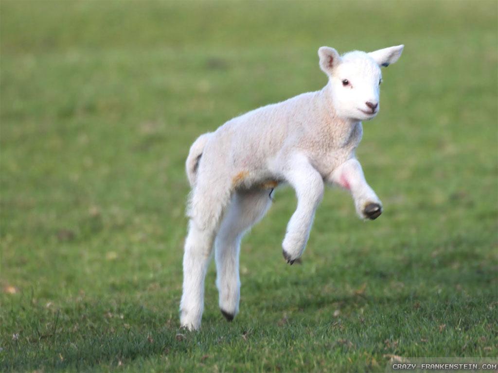 1024x768 Lamb Background. Worthy Is the Lamb Wallpaper, Passover Lamb HD Wallpaper and Lion Lamb Wallpaper