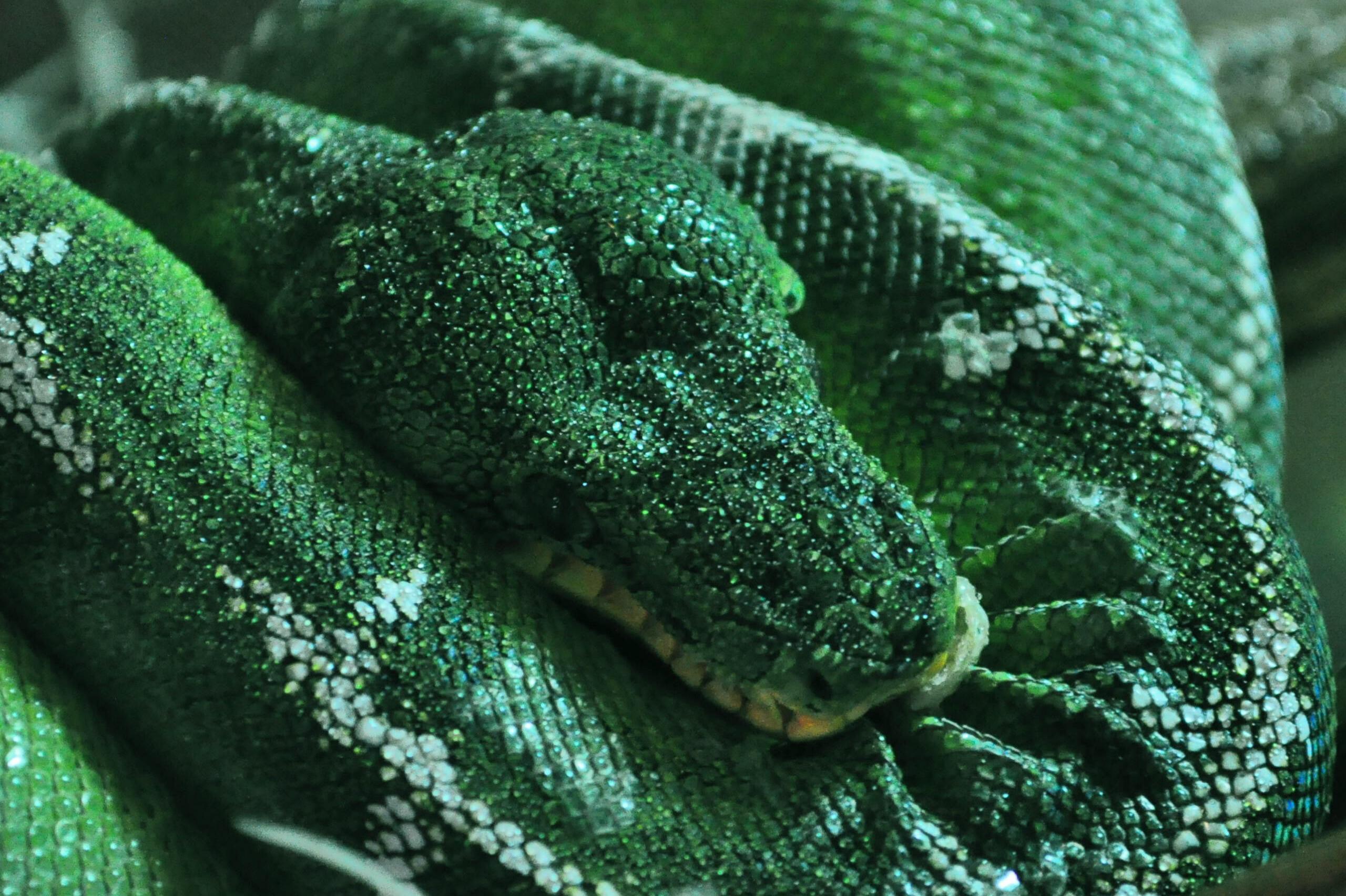 2560x1704 Emerald Wallpaper