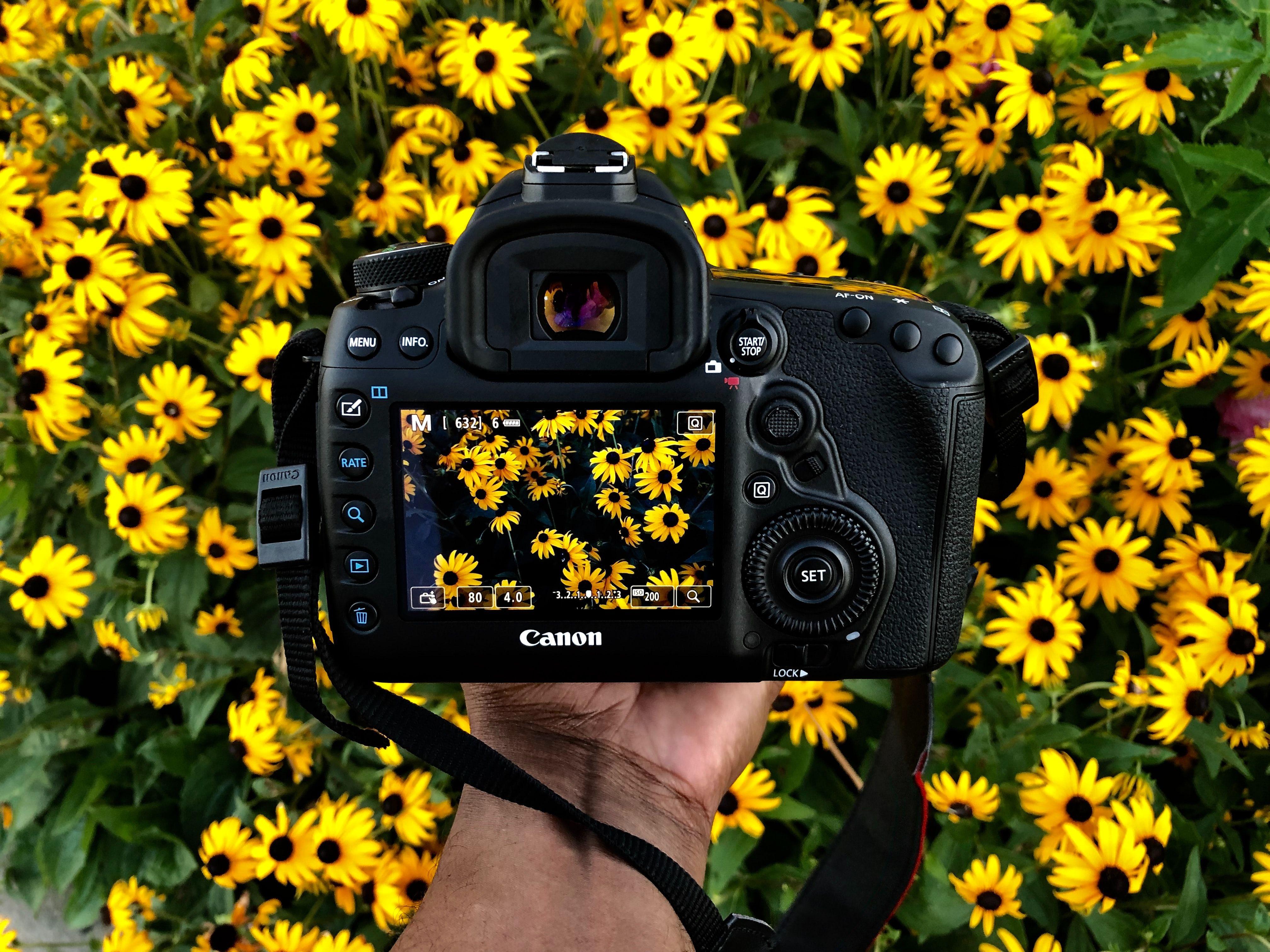 4032x3024 person holding Canon camera taking photo of yellow petaled flower photo