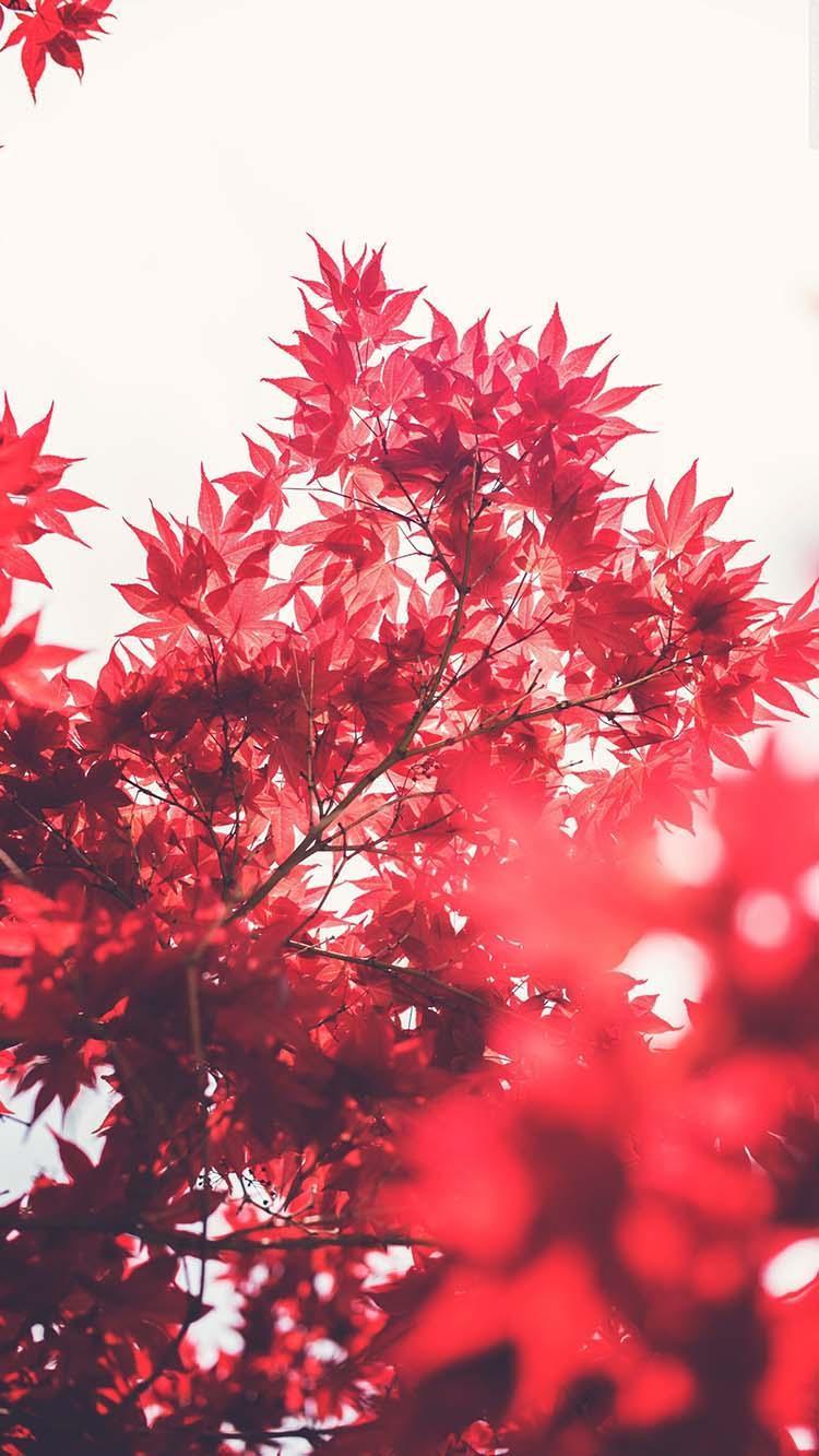 750x1333 Japanese Wallpaper