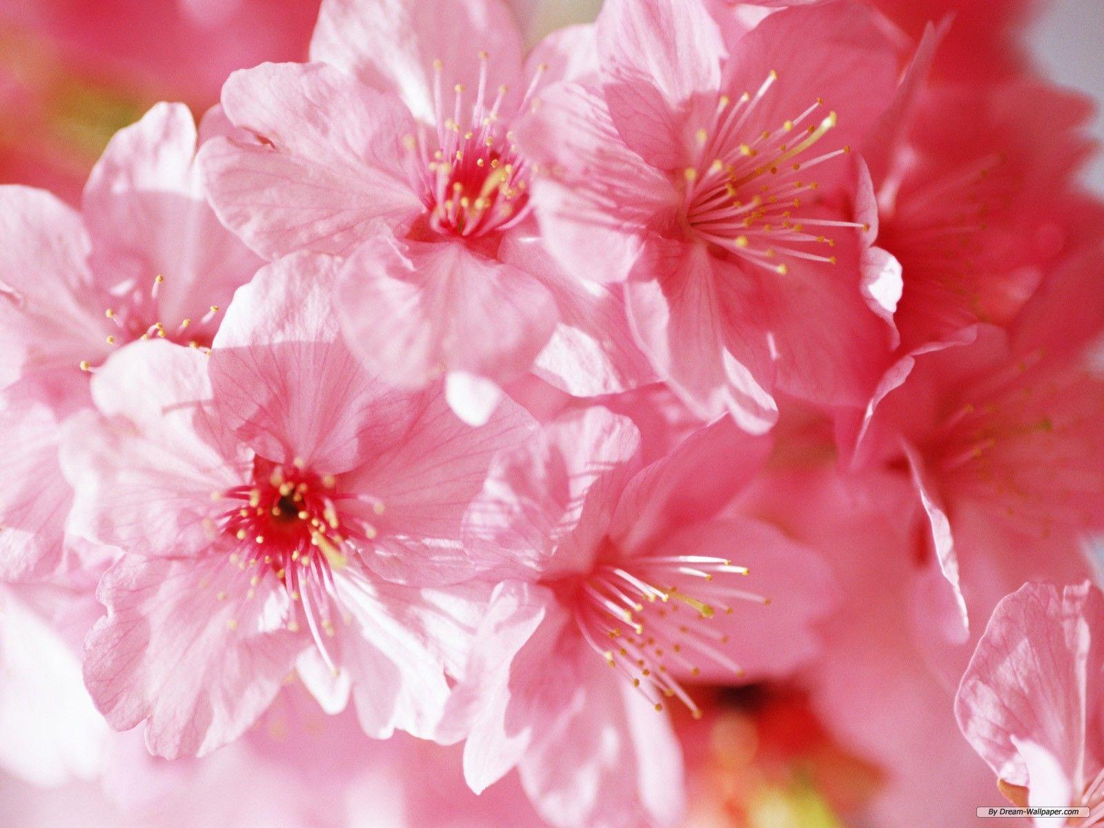 1600x1200 Floral Wallpaper Free Download