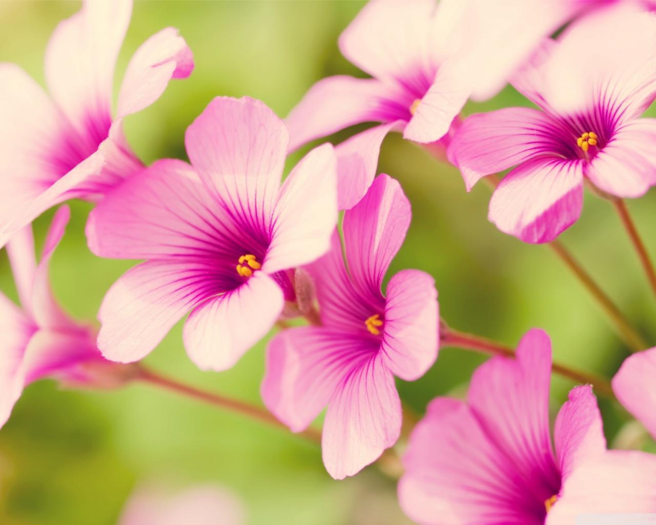 1280x1024 Free Flowers Wallpaper