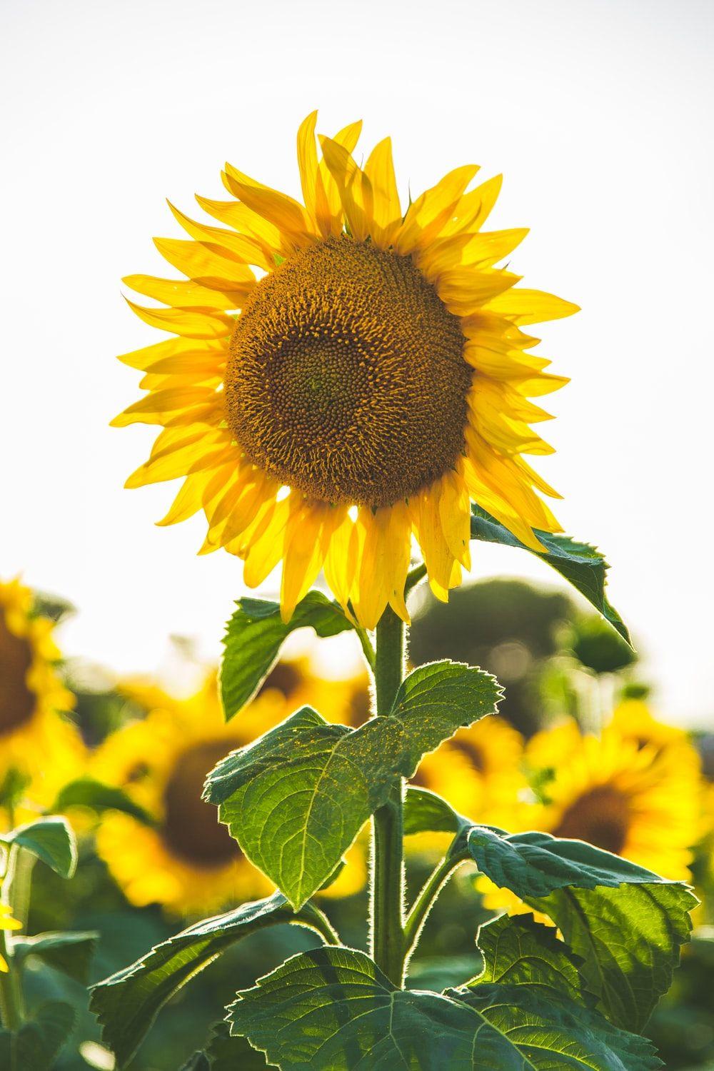 1000x1500 Flower Wallpaper: Free HD Download [HQ]