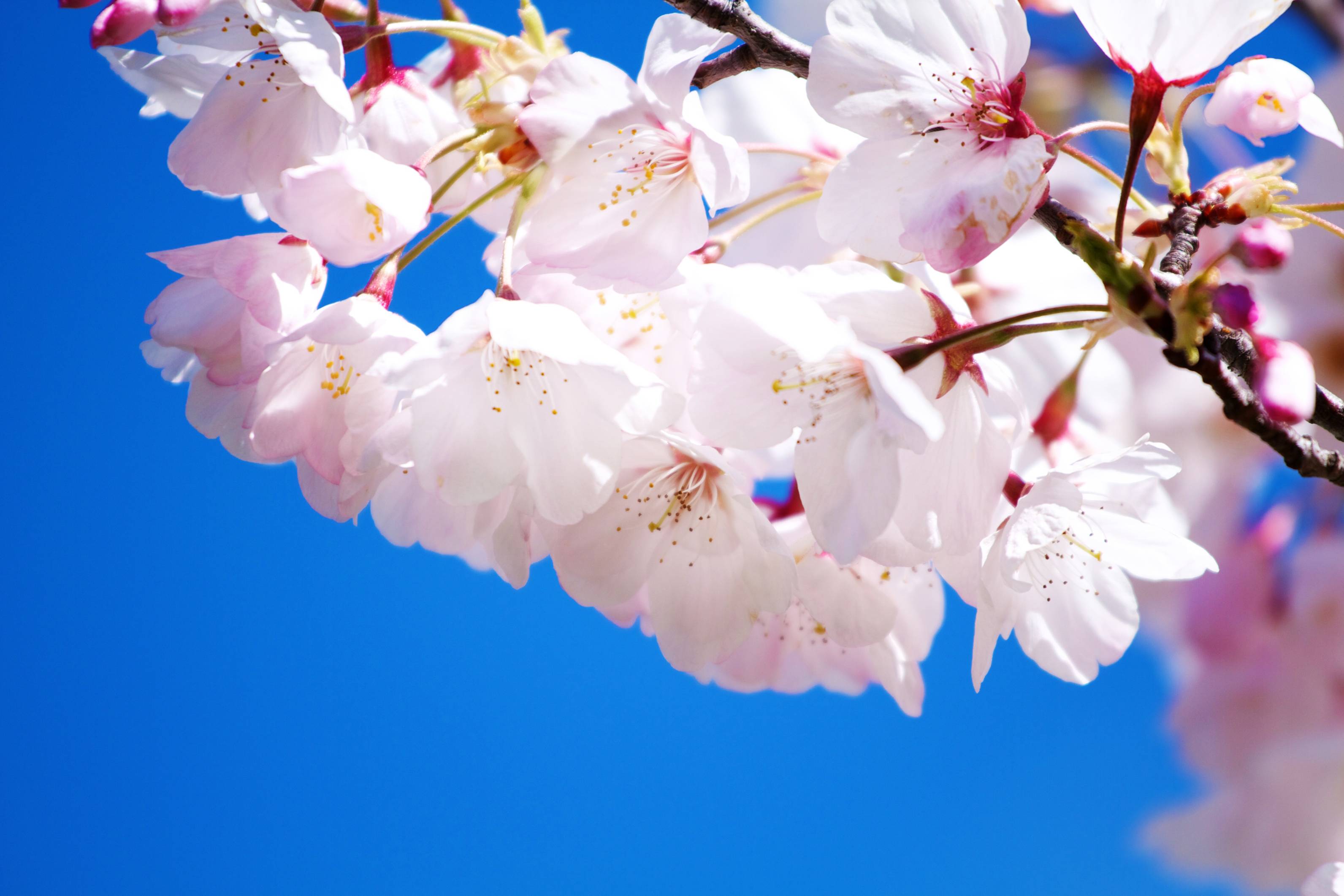 3184x2123 Free Flower Wallpaper