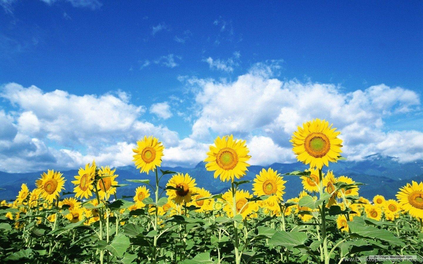 1440x900 Free Wallpaper Free Flower Wallpaper Sunflower Flowers. Desktop Background
