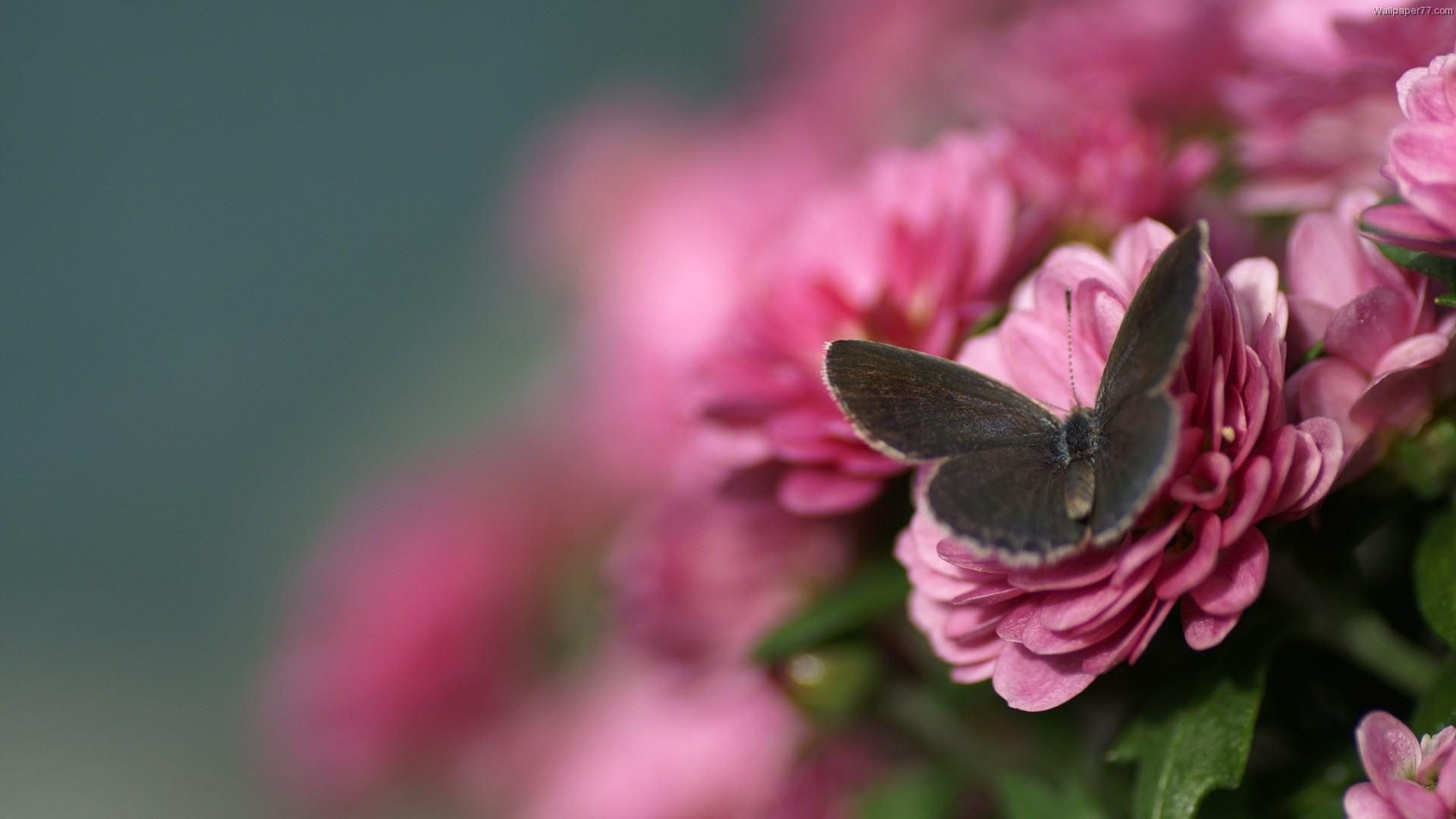 1920x1080 Flowers For Wallpaper Free Download