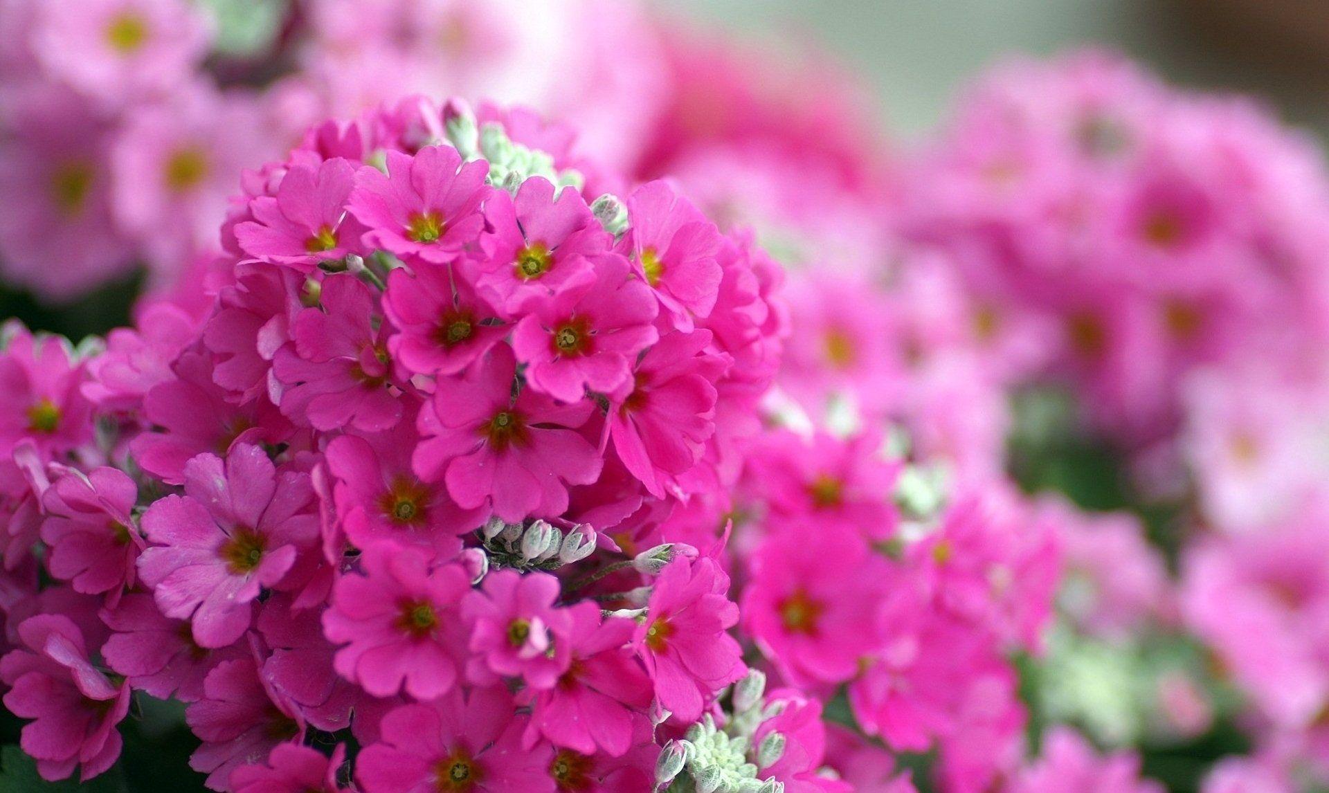 1920x1146 Free download Flowers Desktop Wallpaper FREE on Latorocom [1920x1146] for your Desktop, Mobile & Tablet. Explore Free Flower Wallpaper Background. Free Flower Wallpaper, Free Desktop Wallpaper Flowers, Free Flower