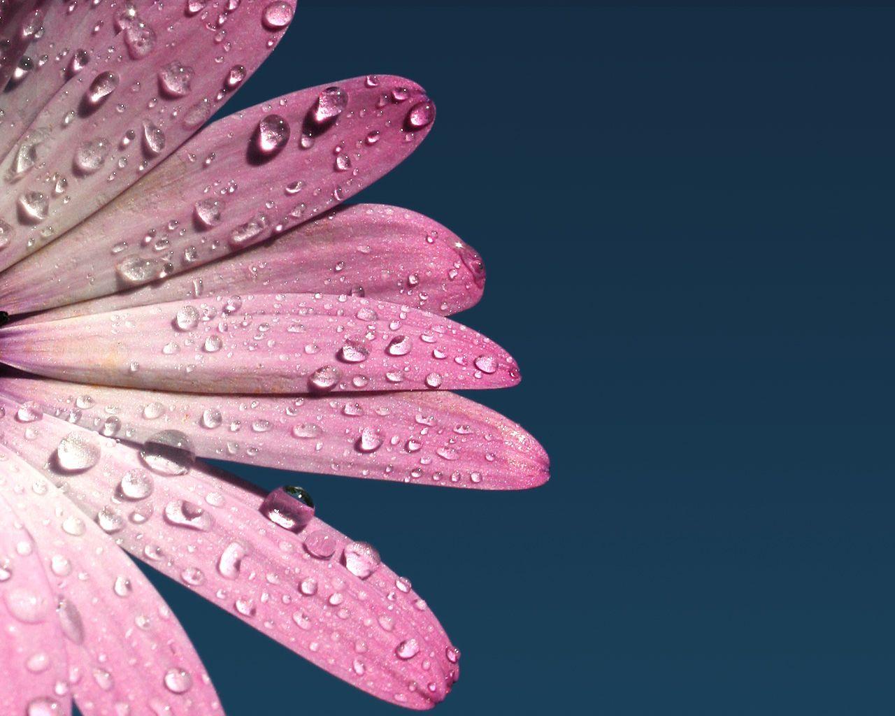 1280x1024 3D Wallpaper: HD Flowers Wallpaper Free Download