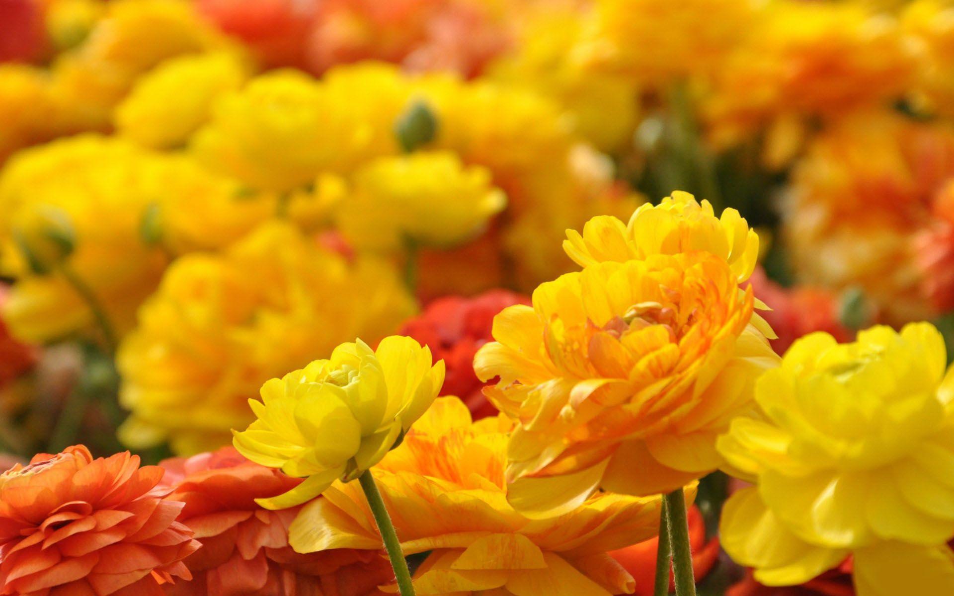 1920x1200 Beautiful Flower Wallpaper for your desktop