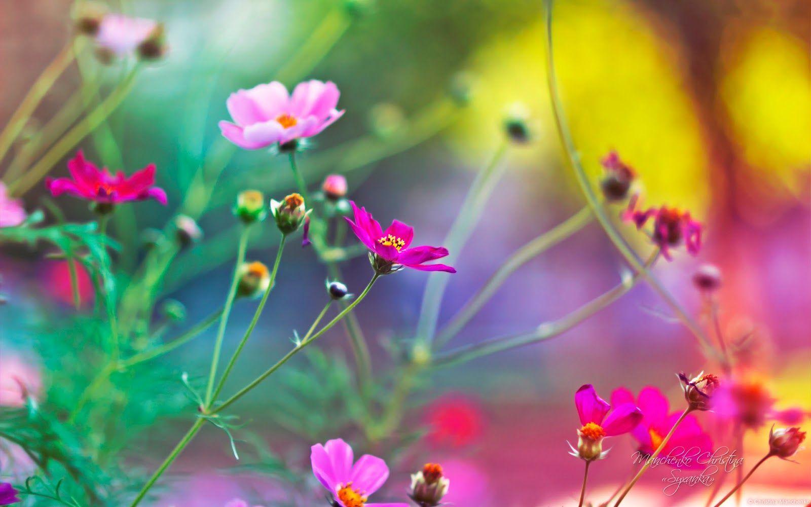 1600x1000 Beautiful nature and flowers wallpaper download free. Flower image wallpaper, Beautiful flowers wallpaper, Flower wallpaper