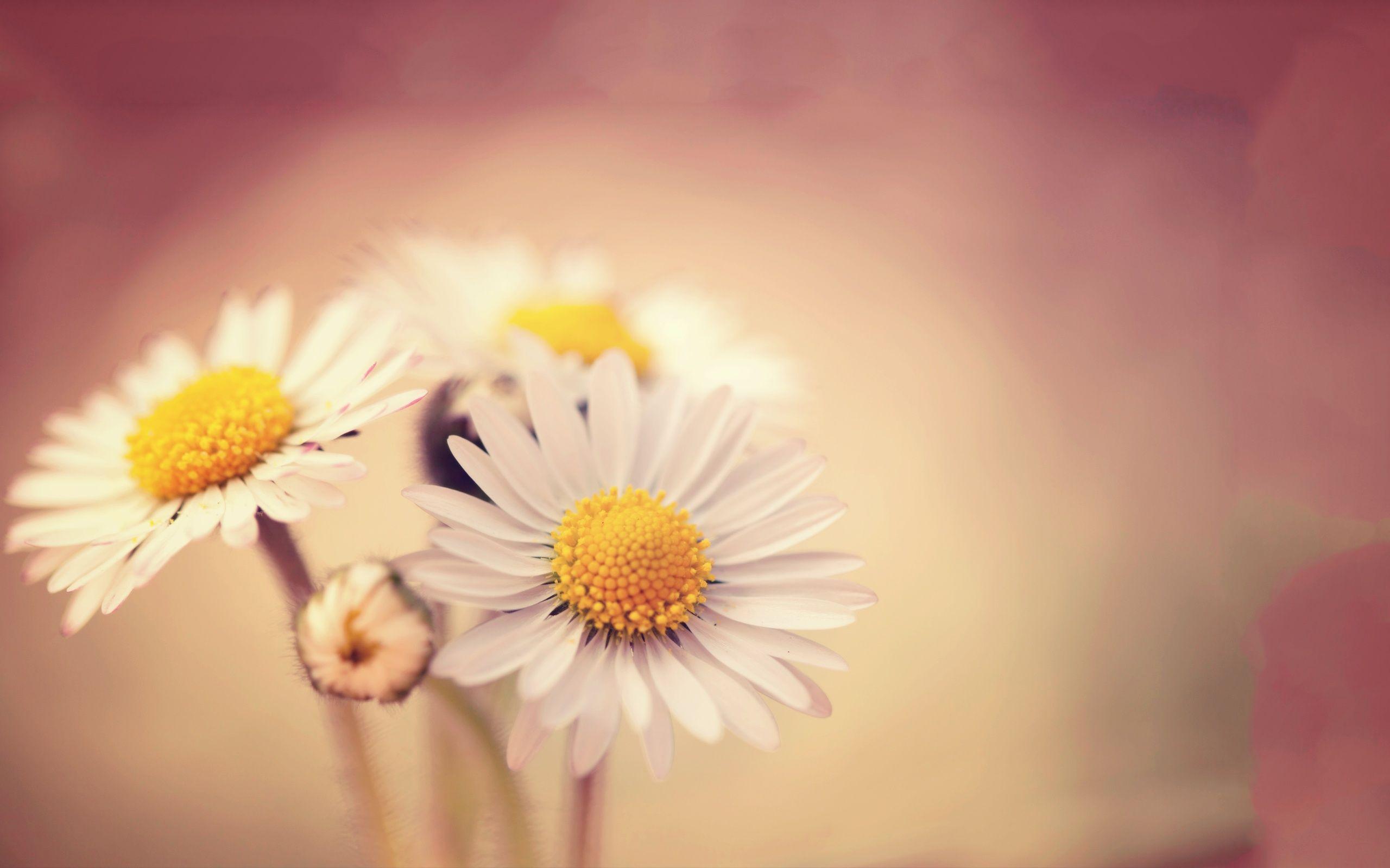 2560x1600 Flower Background Free Download Wallpaper