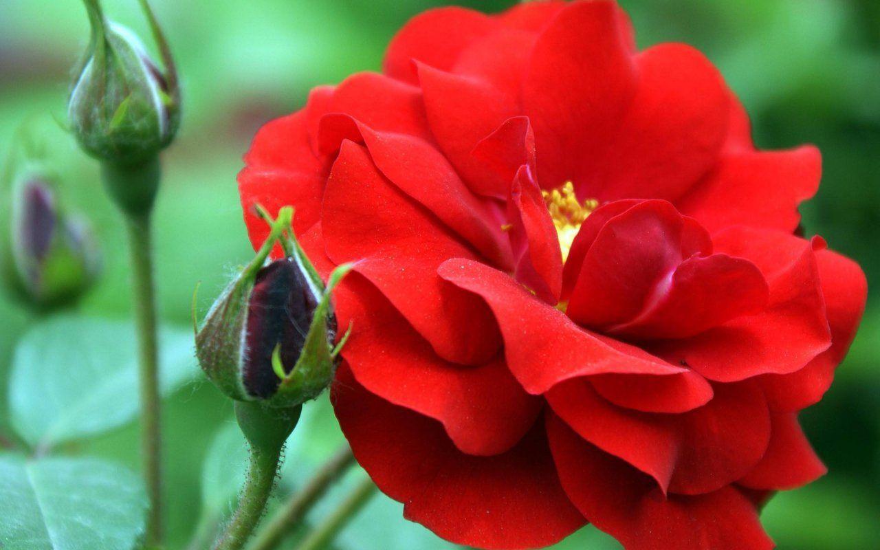 1280x800 Free Flowers Wallpaper