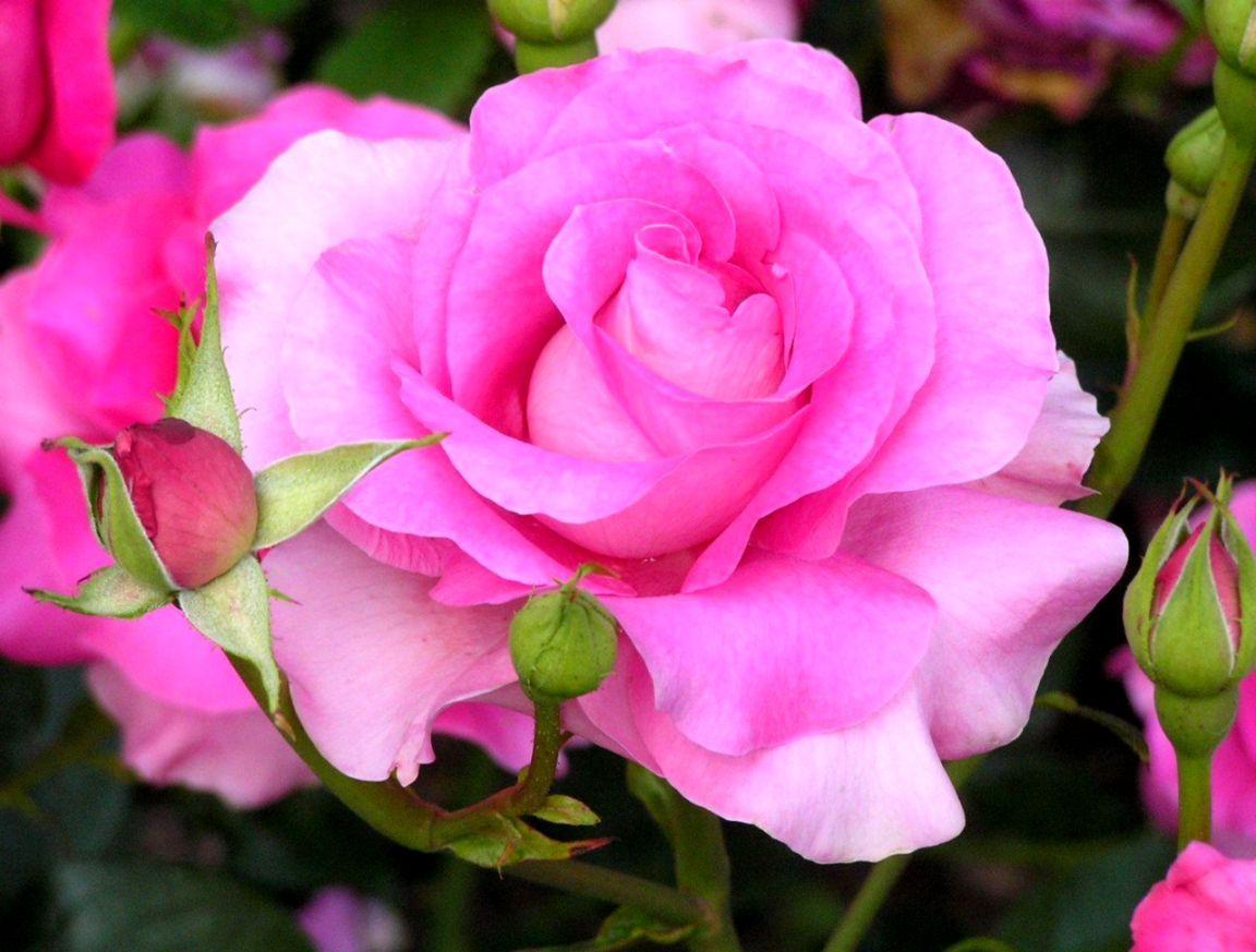 1152x873 Rose Flower Image Free Download