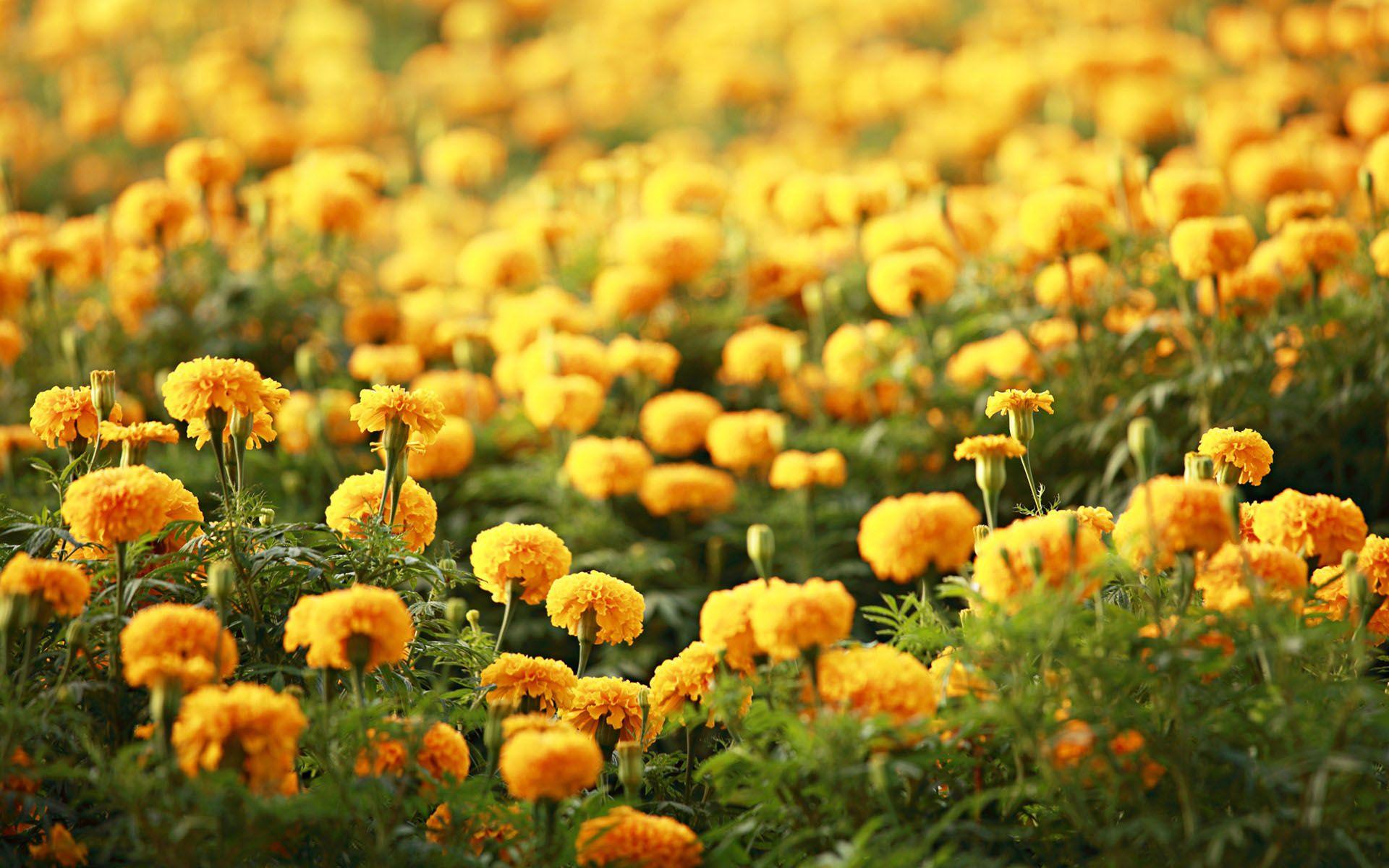 1920x1200 free flower wallpaper Desktop Wallpaperk HD