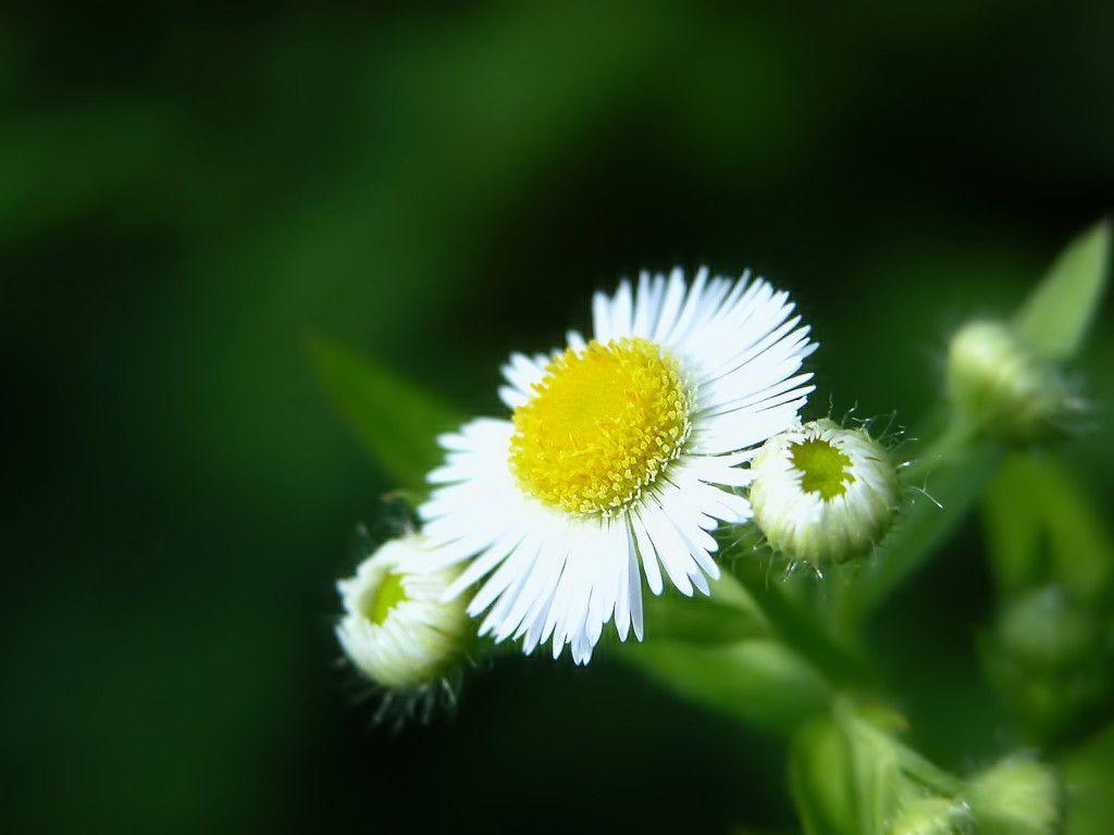 1024x768 Free Flower Wallpaper