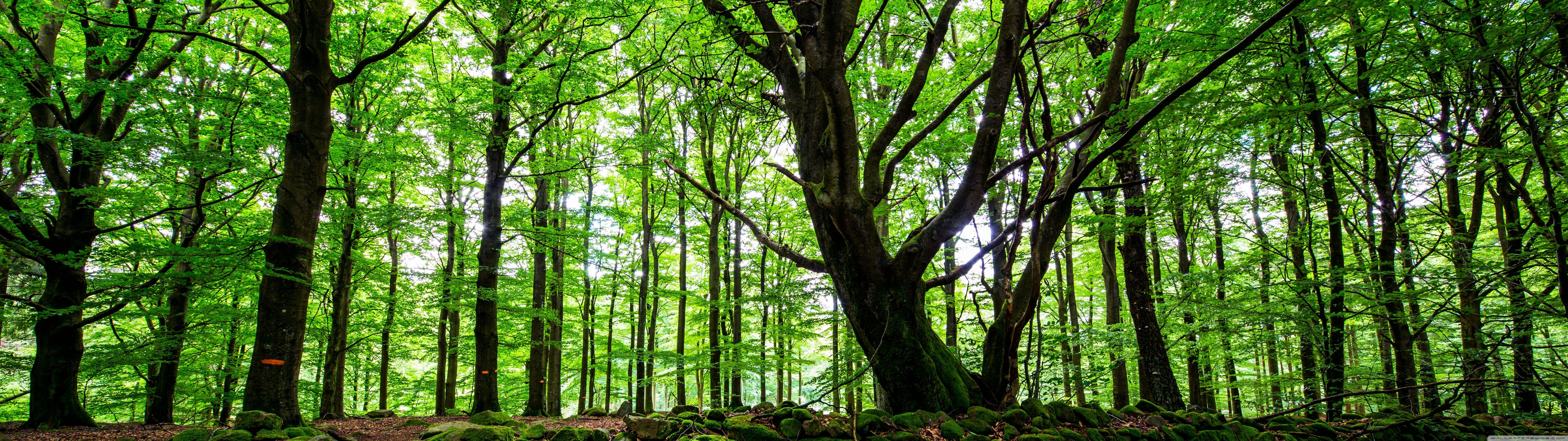 7680x2160 Beech Woods Ultra HD Desktop Background Wallpaper for 4K UHD TV : Widescreen & UltraWide Desktop & Laptop : Multi Display, Dual Monitor : Tablet