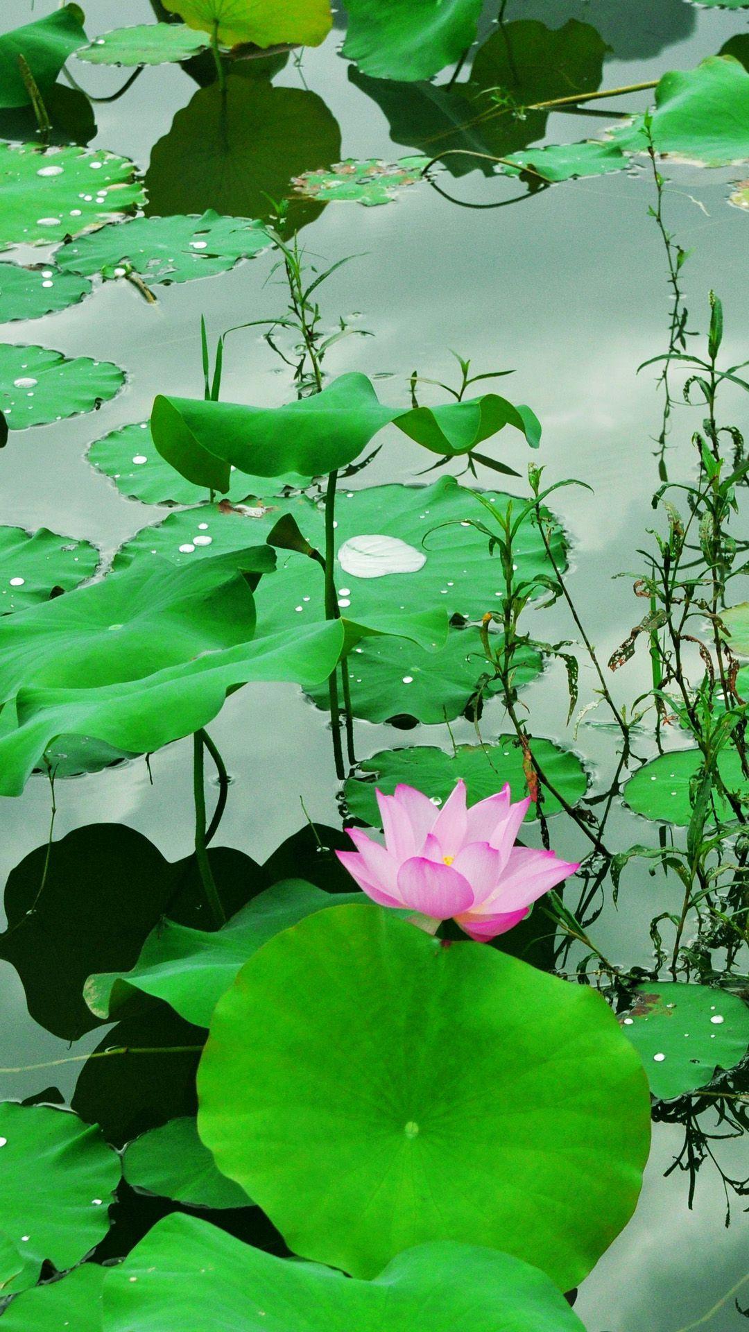 1080x1920 Fresh Lotus Pond IPhone 6 Wallpaper Download. IPhone Wallpaper, IPad Wallpaper One Stop Download. Lotus Pond, Wallpaper Background, IPhone 6 Wallpaper