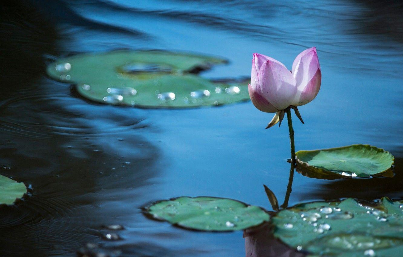 1332x850 Wallpaper flower, leaves, flowers, lake, pond, Lotus, Lotus, pond image for desktop, section цветы