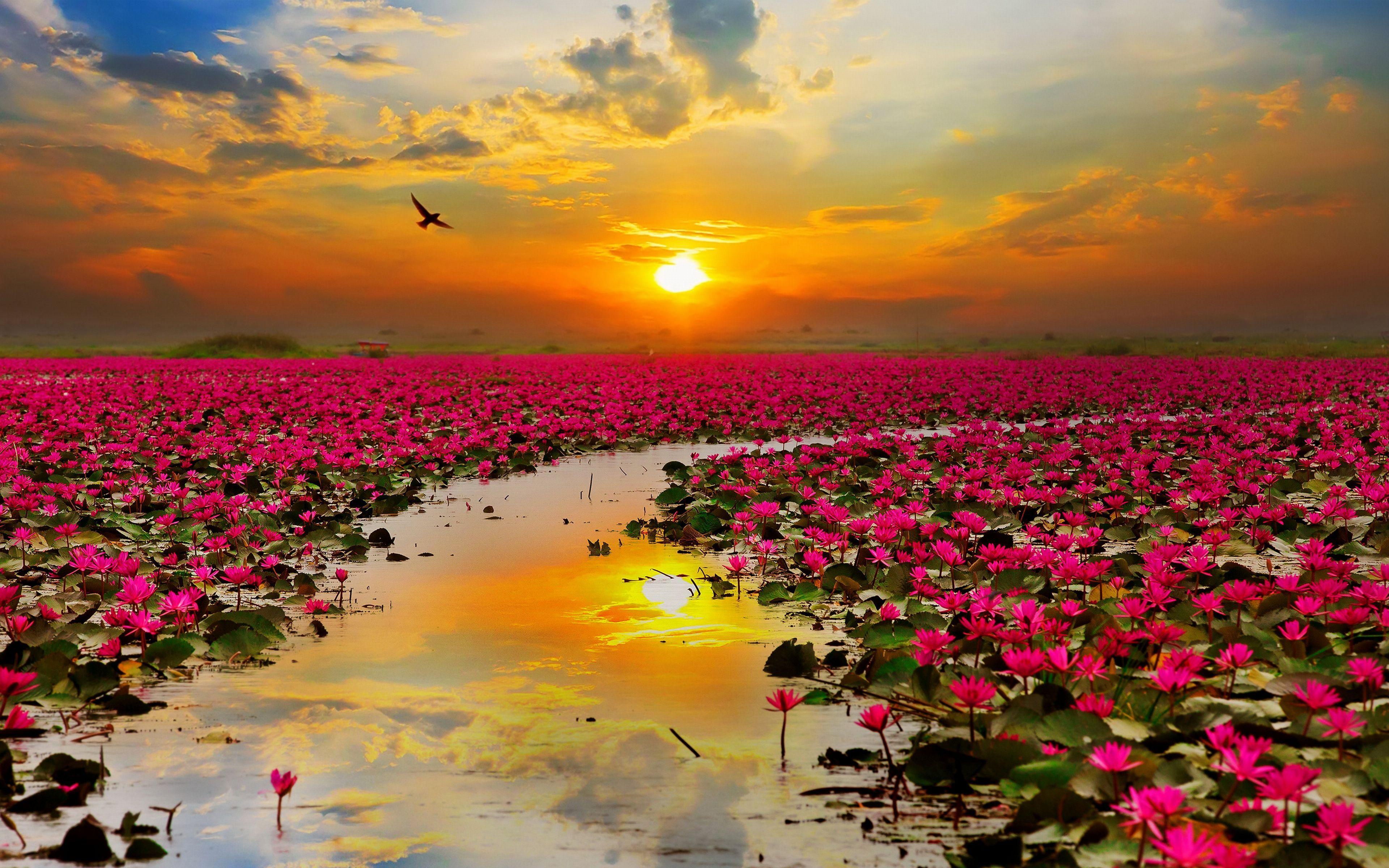 3840x2400 Lotus Pond Wallpaper Collections for your Desktop
