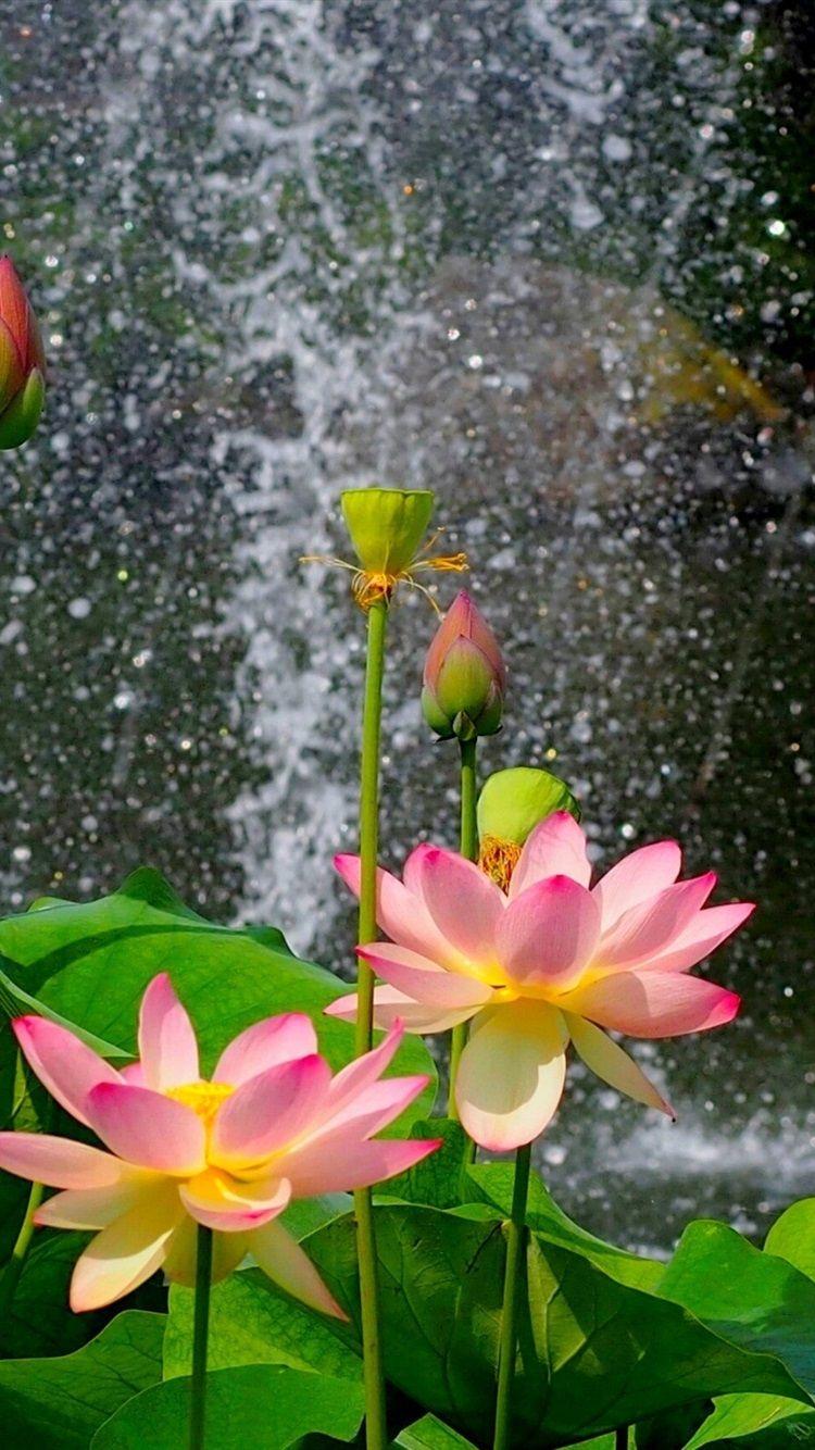 750x1334 Beautiful Lotus Pond, Pink Flowers, Green Leaves 750x1334 IPhone 8 7 6 6S Wallpaper, Background, Picture, Image