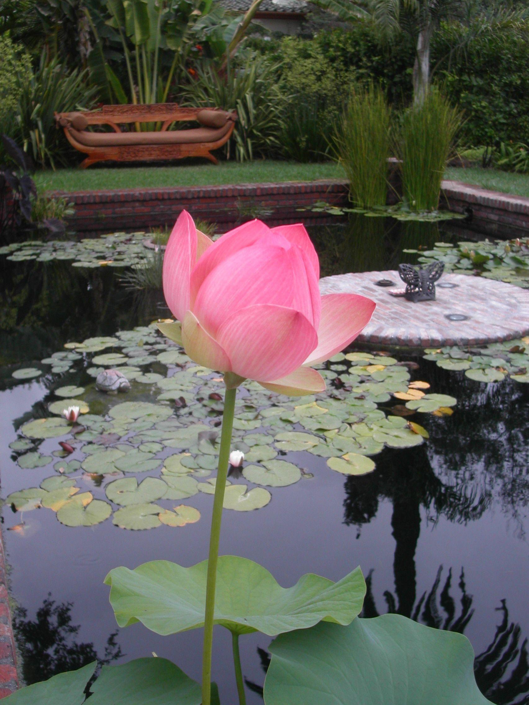 1704x2272 Flowers We Love. Lotus garden, Lotus pond, Japanese lotus