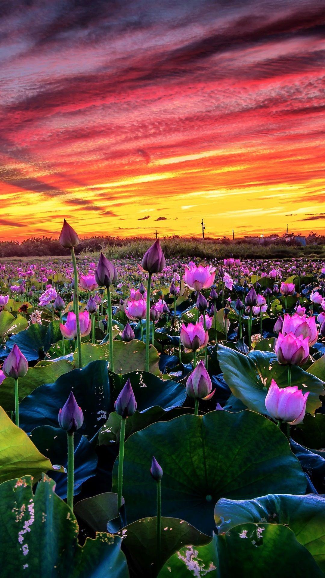 1080x1920 Many Pink Lotus, Pond, Sunset 1080x1920 IPhone 8 7 6 6S Plus Wallpaper, Background, Picture, Image