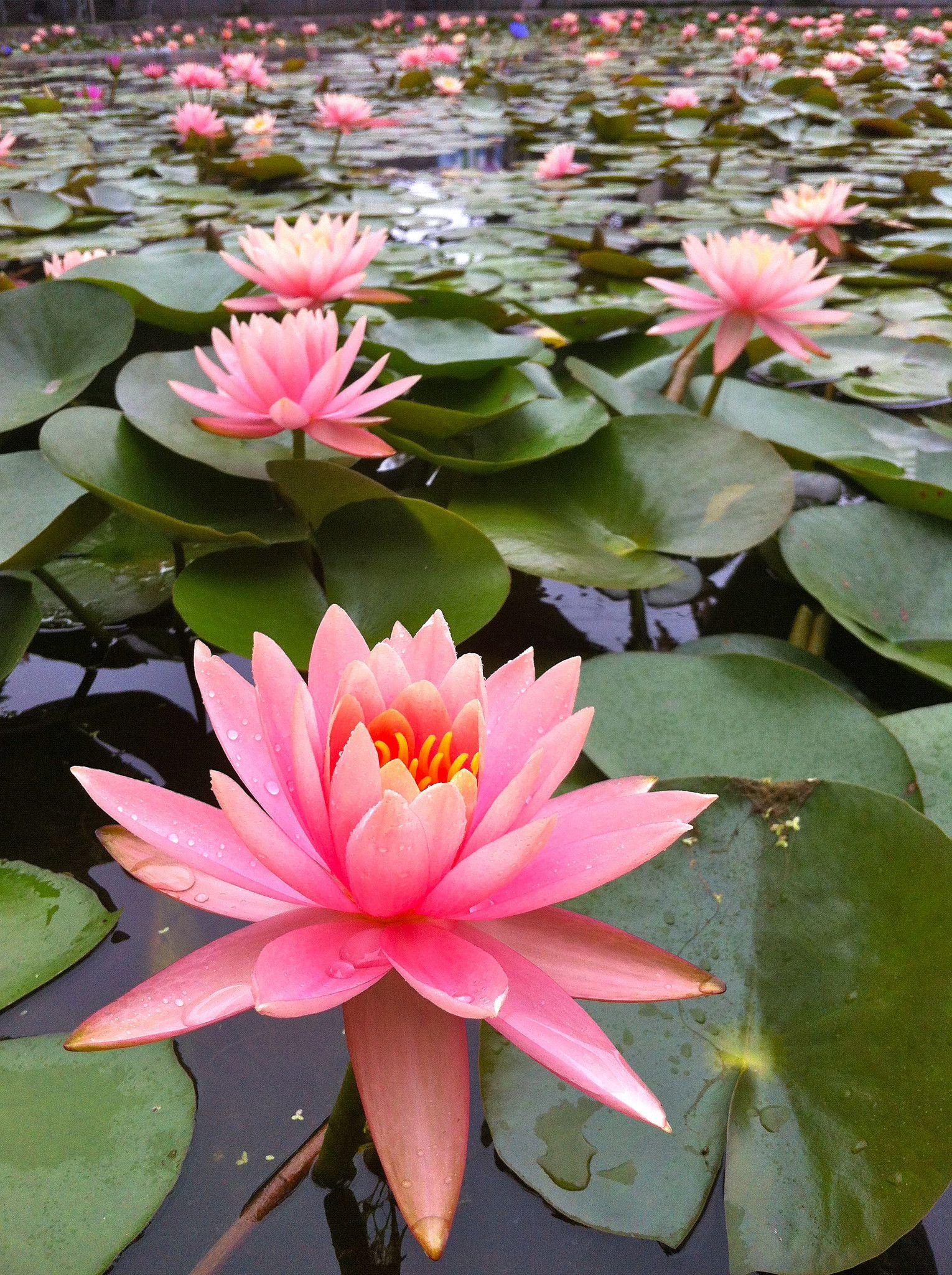 1530x2048 Free photo: Lotus pond, Leaves, Lotus