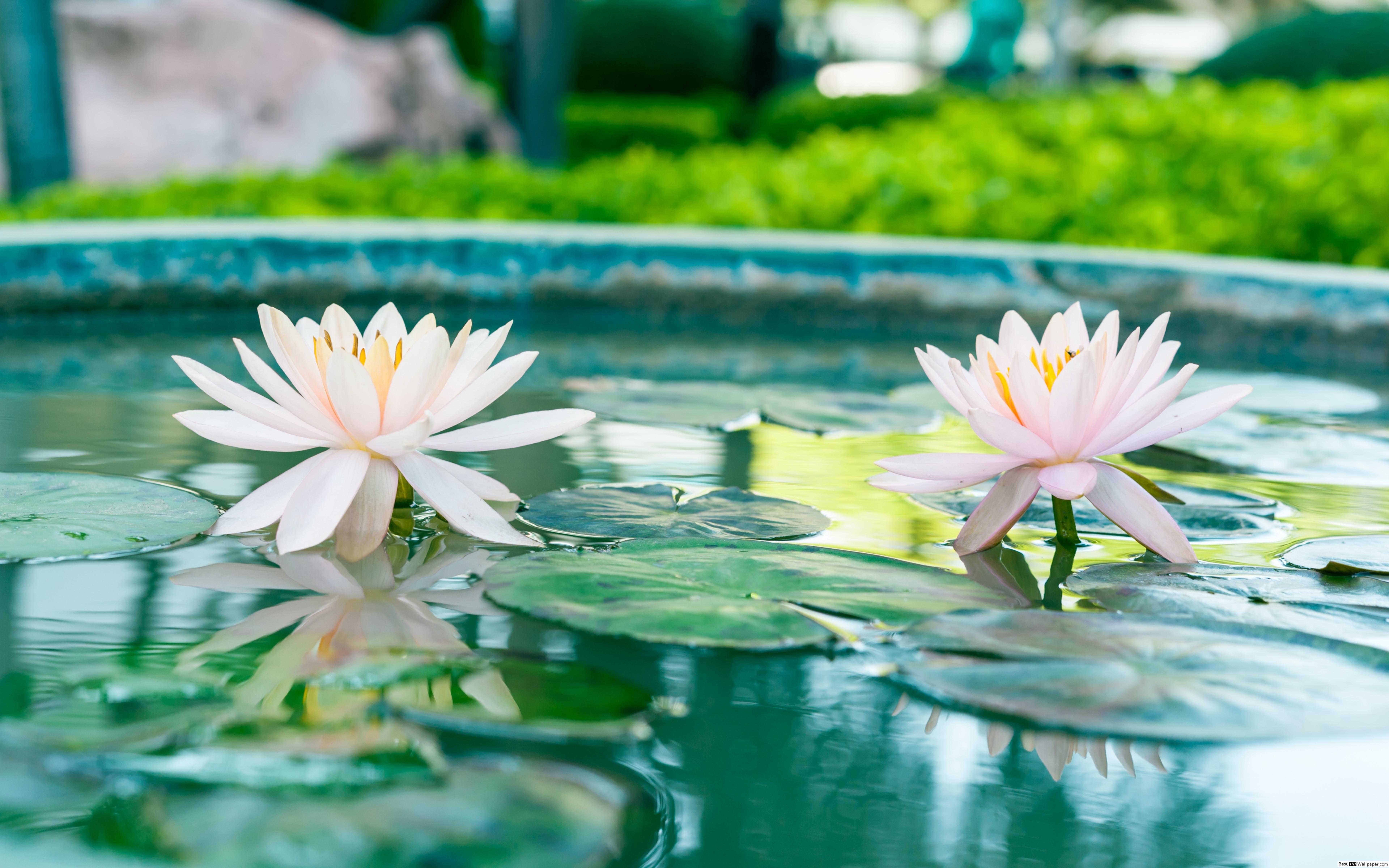 7680x4800 Lotus in pond HD wallpaper download