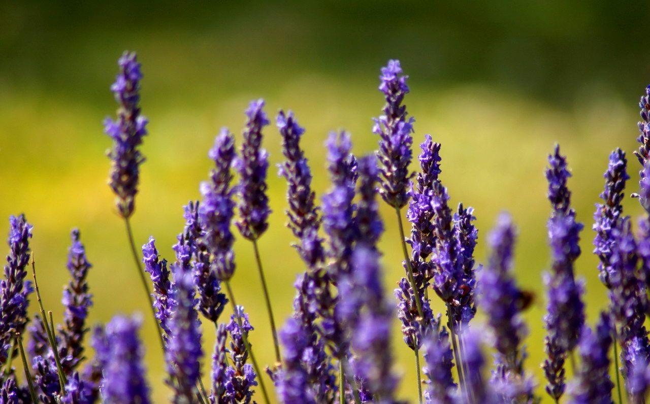 1280x796 Provence, France for Android